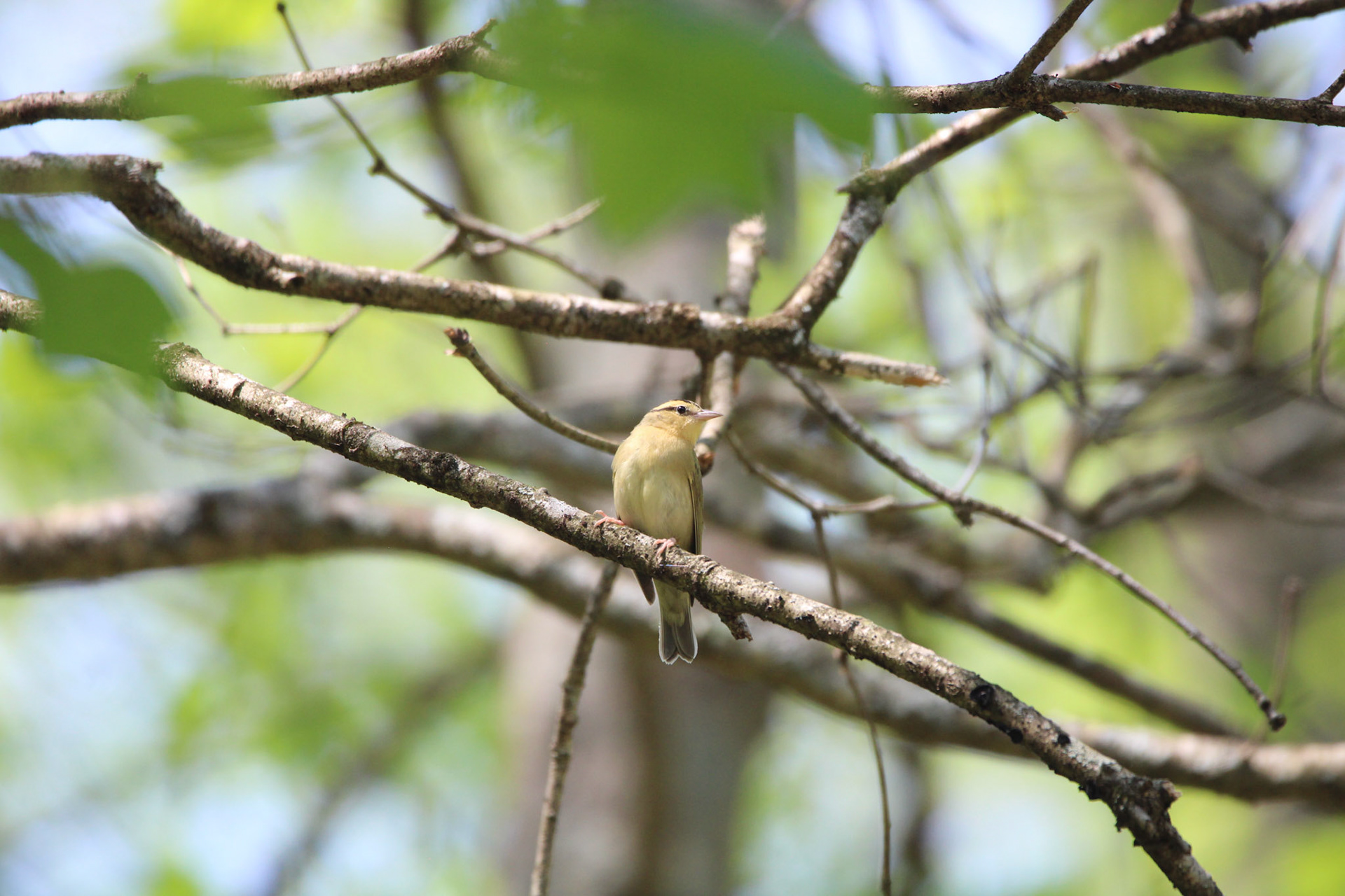 Worm-eating Warbler