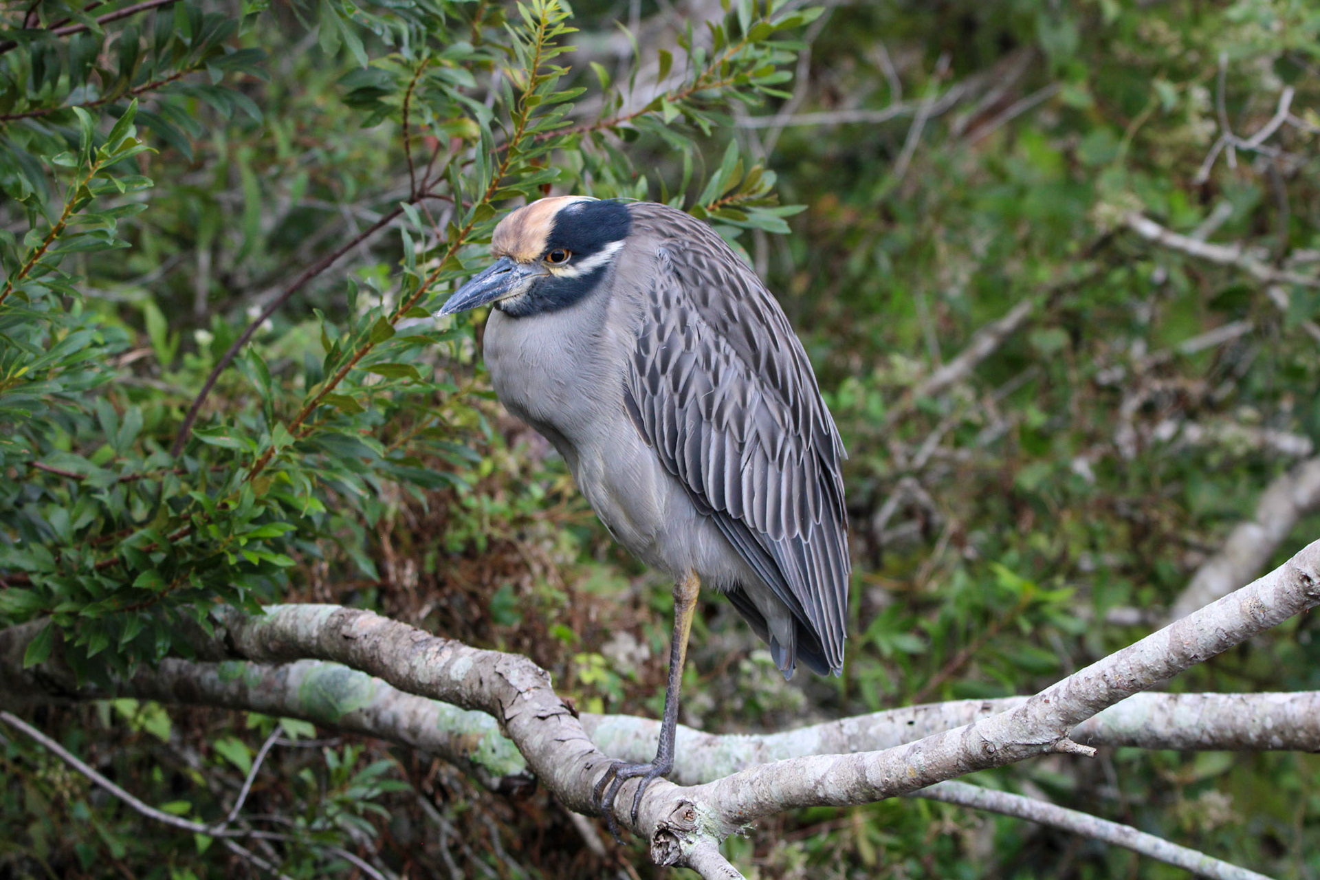 Yellow-crowned Night Heron