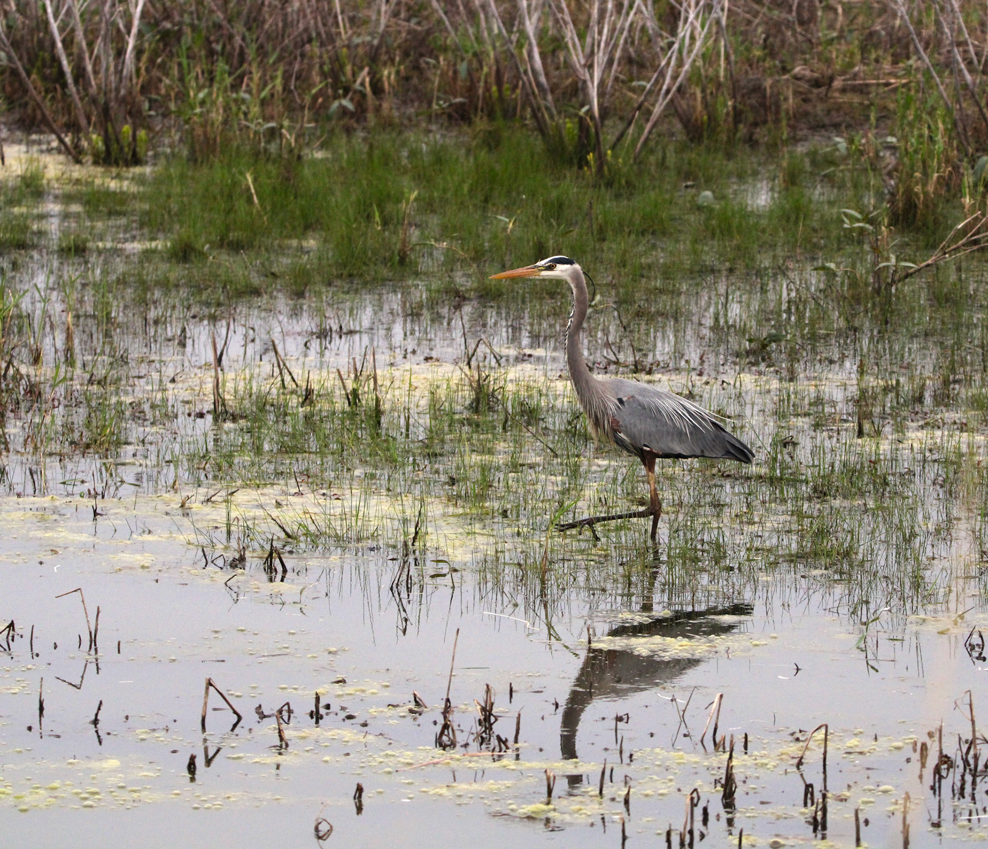Great Blue Heron