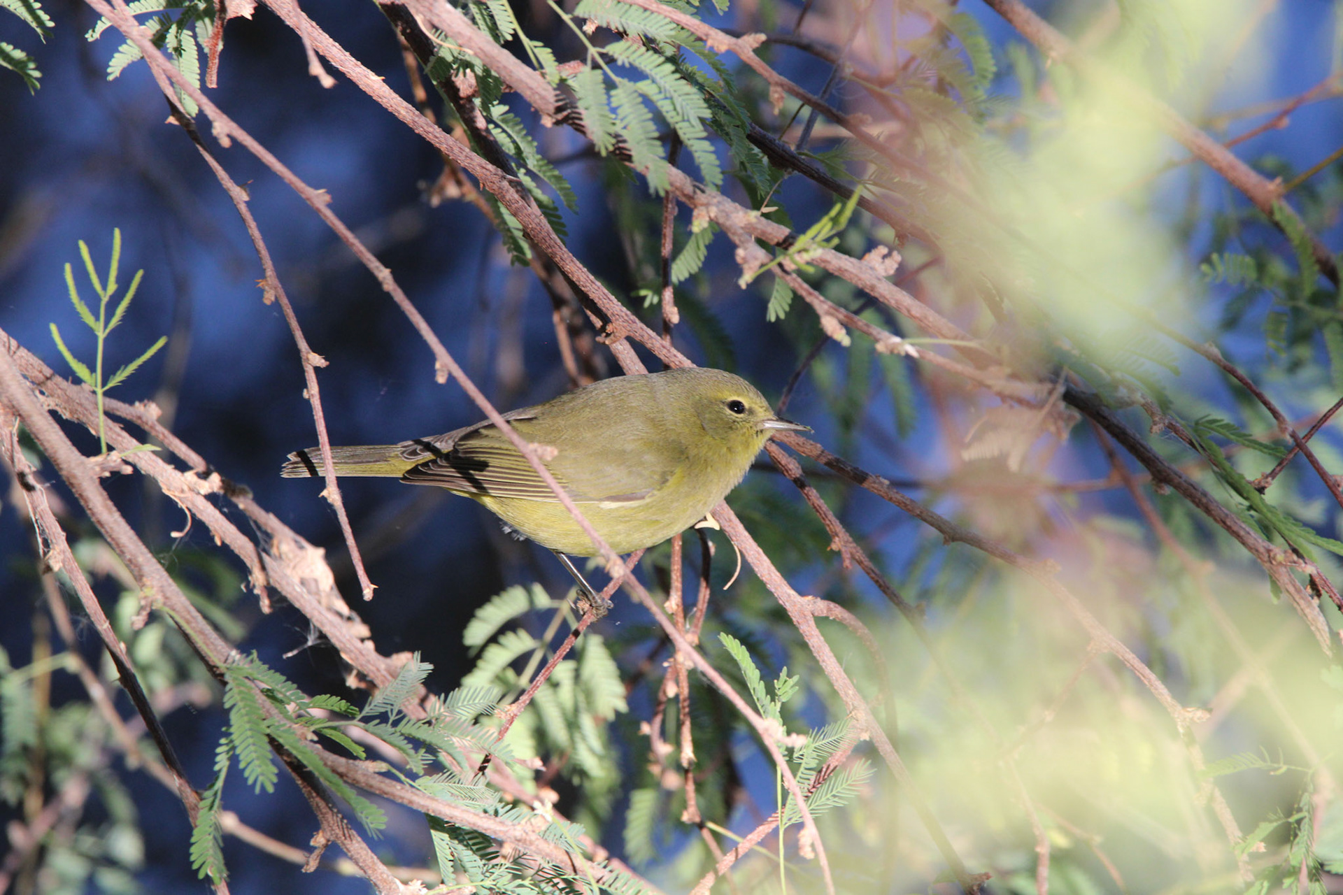 Orange-crowned Warbler