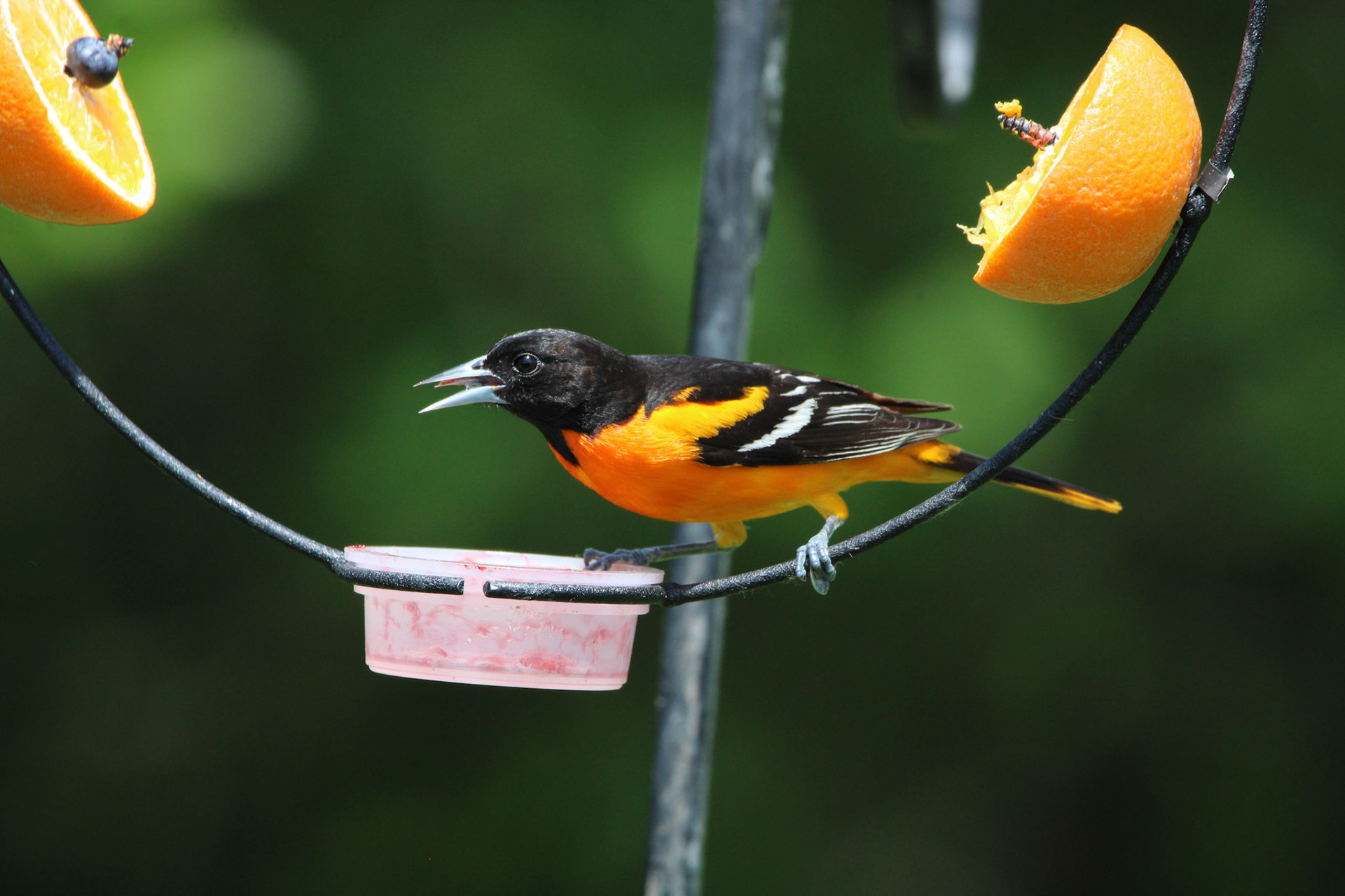 Baltimore Oriole