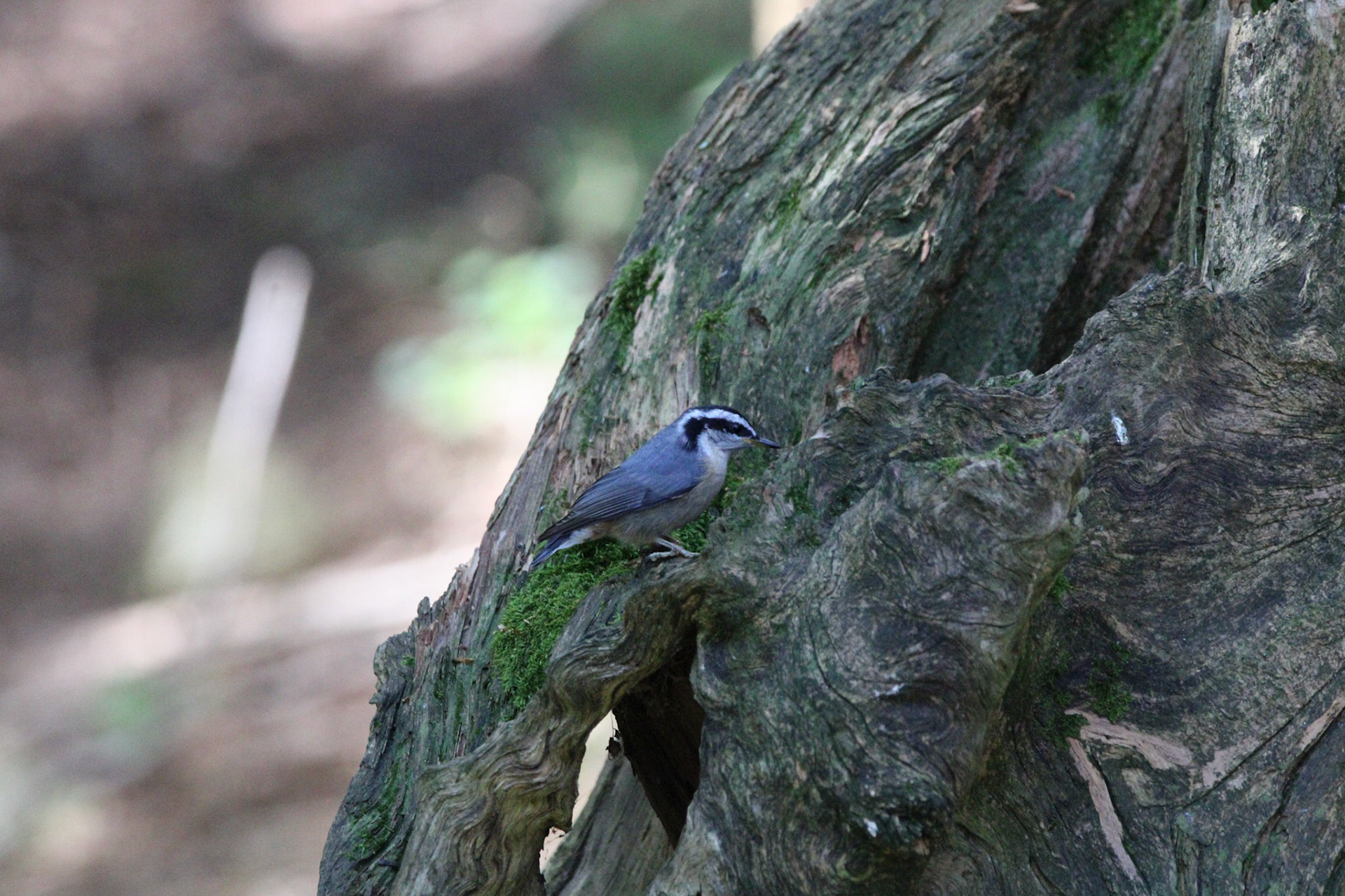 Red-breasted Nuthatch