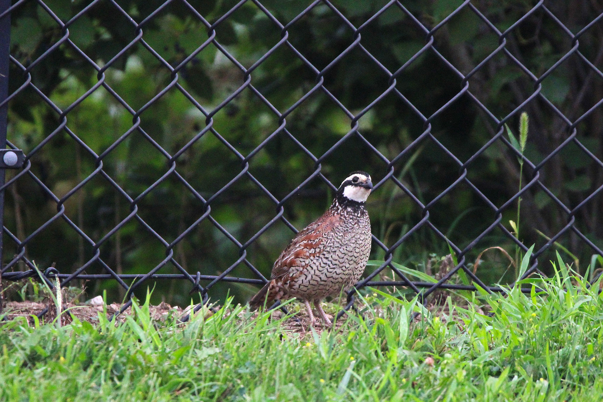 Northern Bobwhite Quail