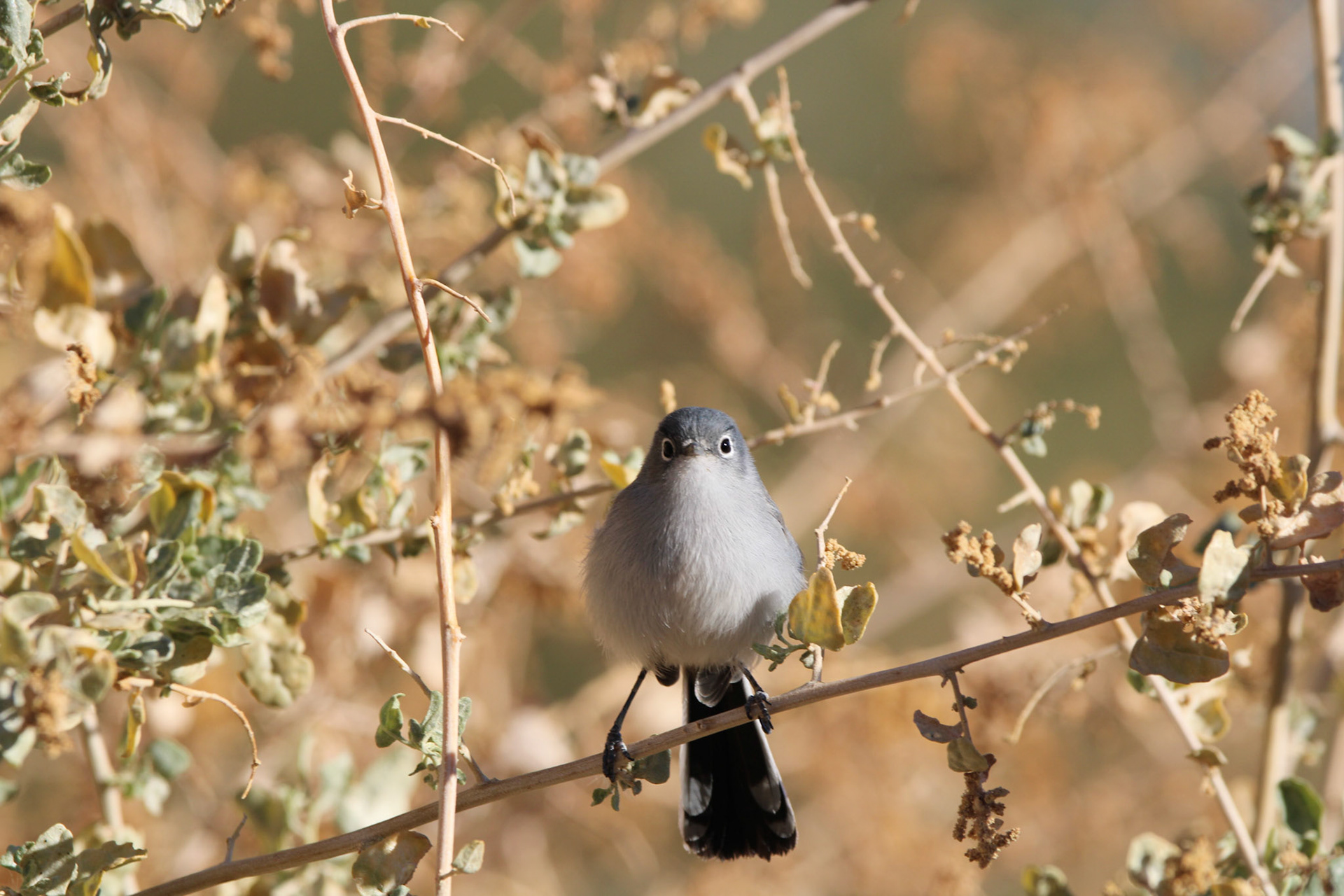Black-tailed Gnatcatcher
