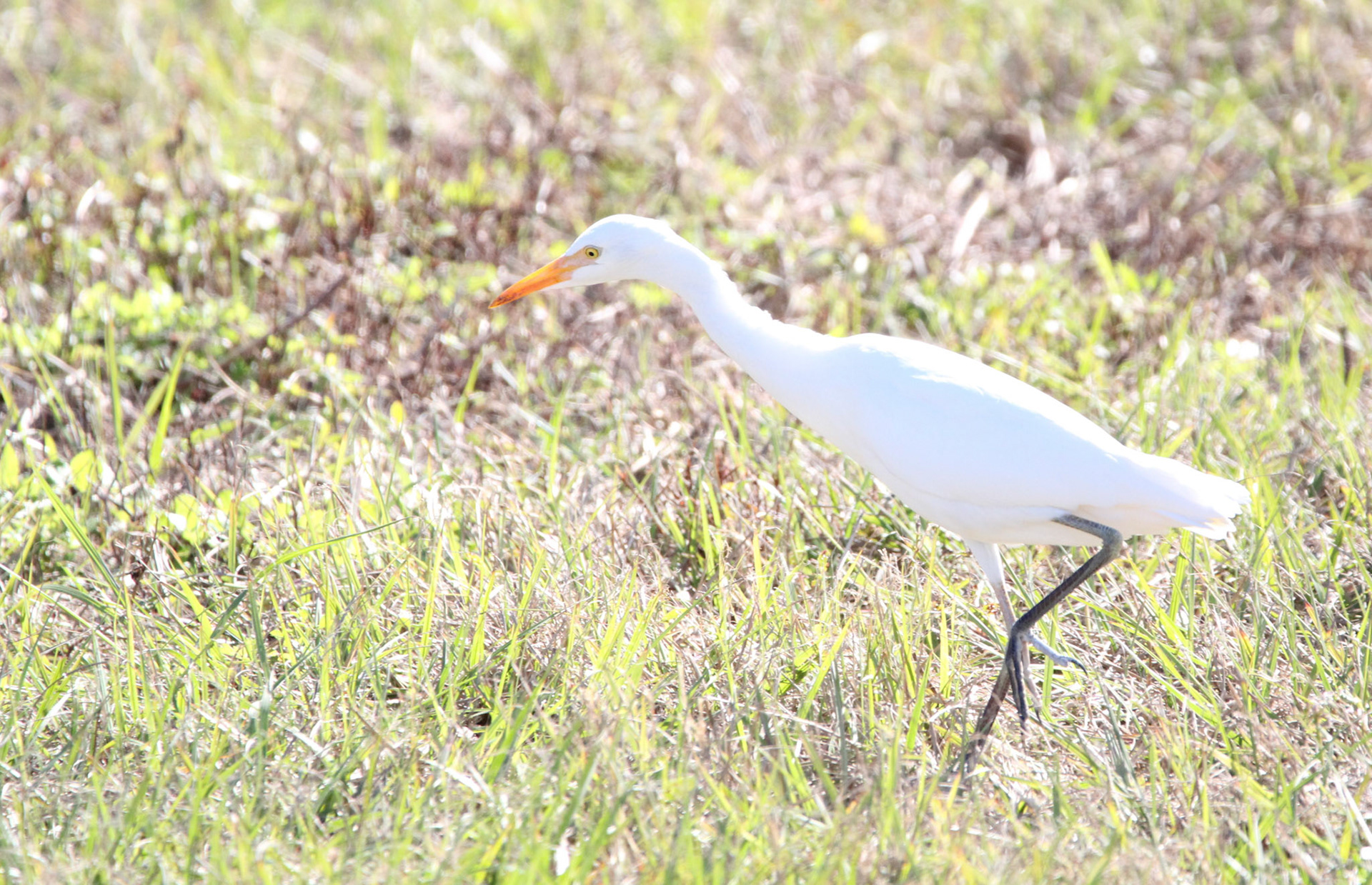 Cattle Egret
