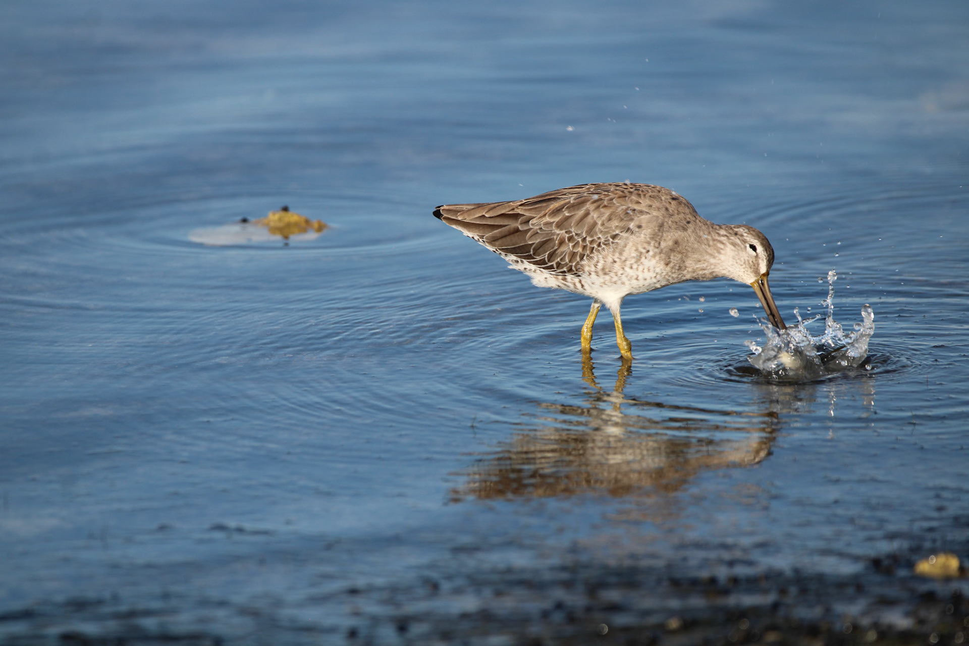 Short-billed Dowitcher