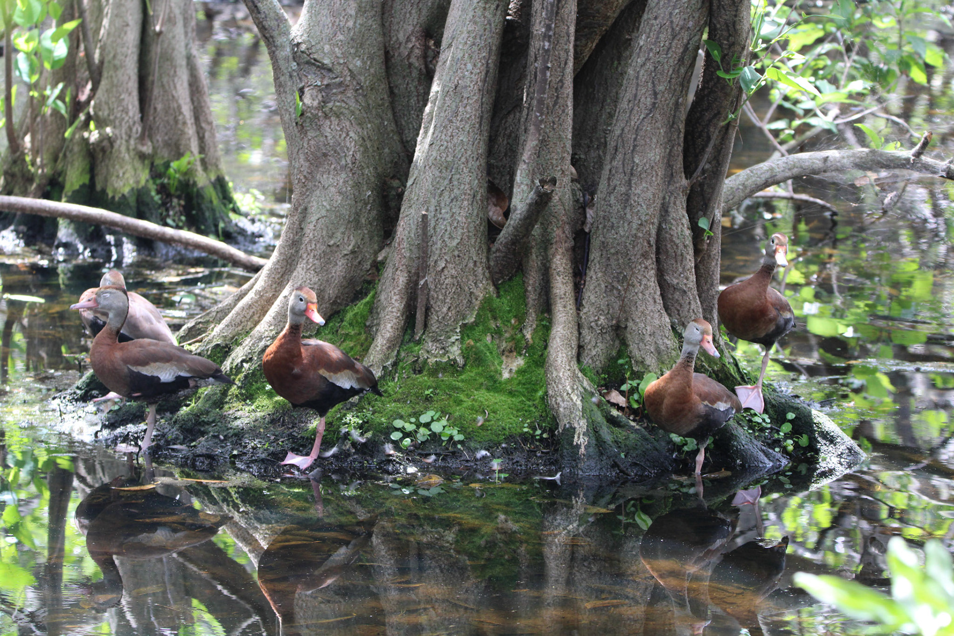 Black-bellied Whistling Duck - Wakodahatchee Wetlands