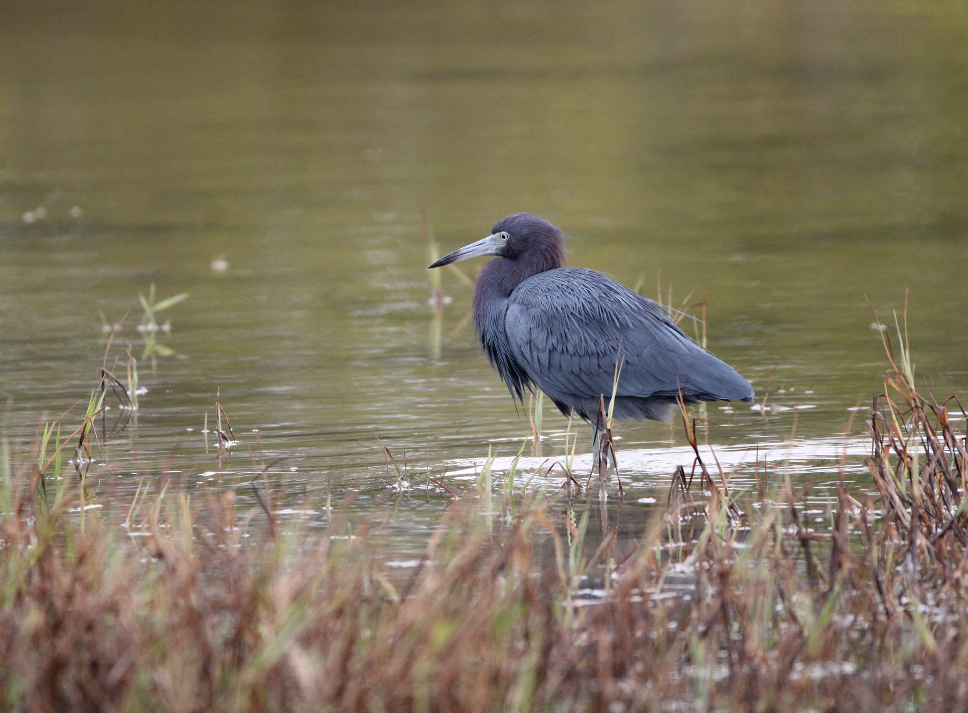 Little Blue Heron