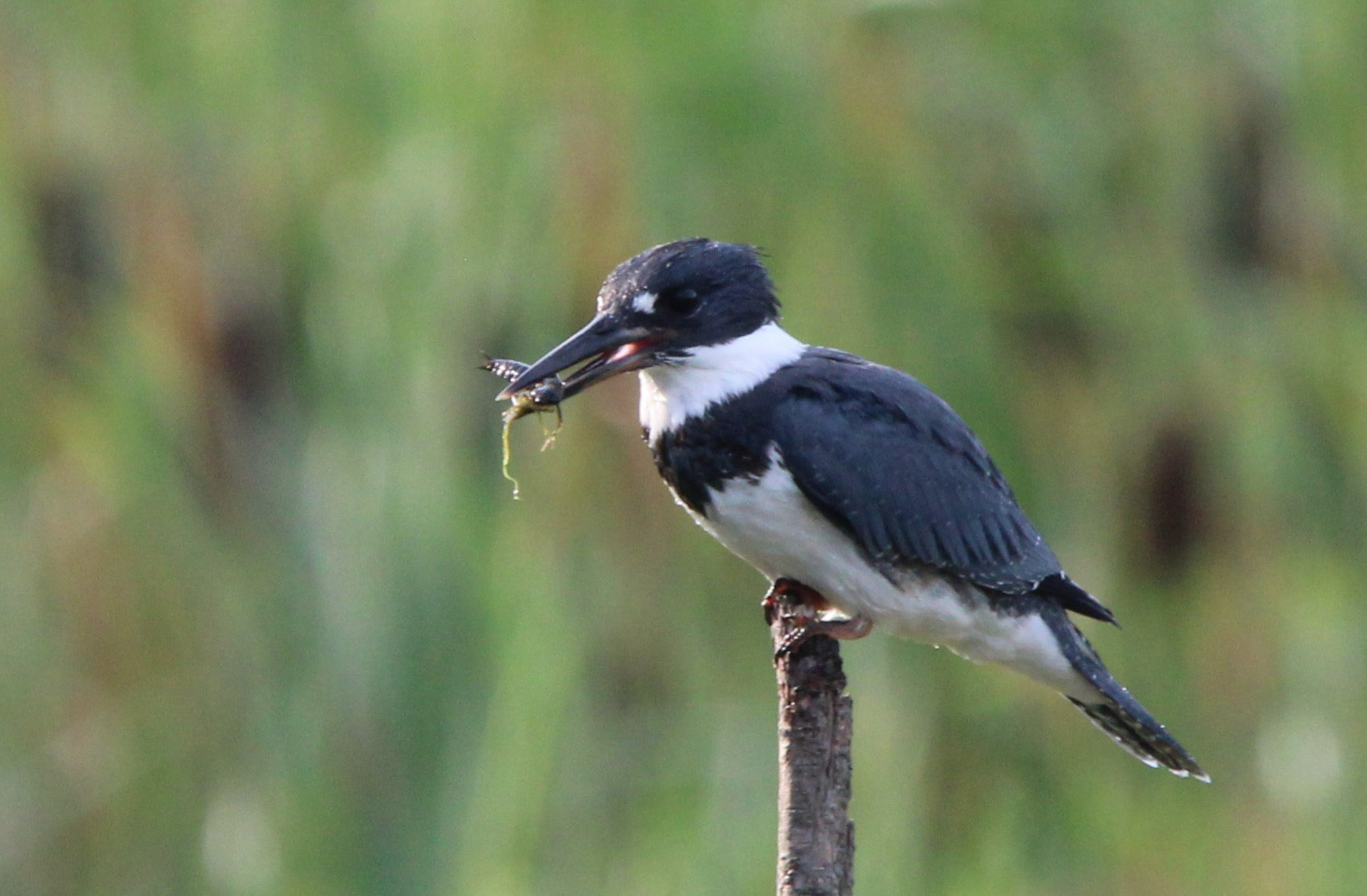 Belted Kingfisher