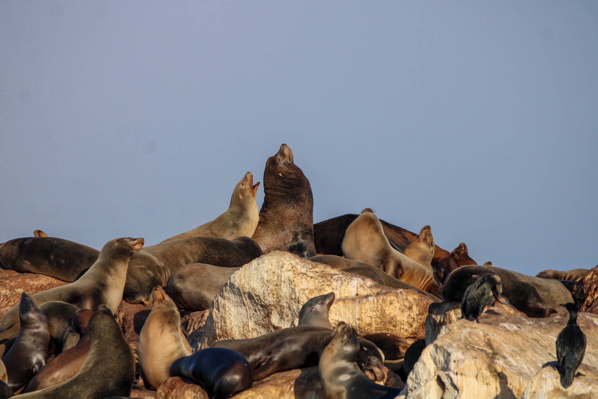 California Sea Lion - Monterey Bay, CA