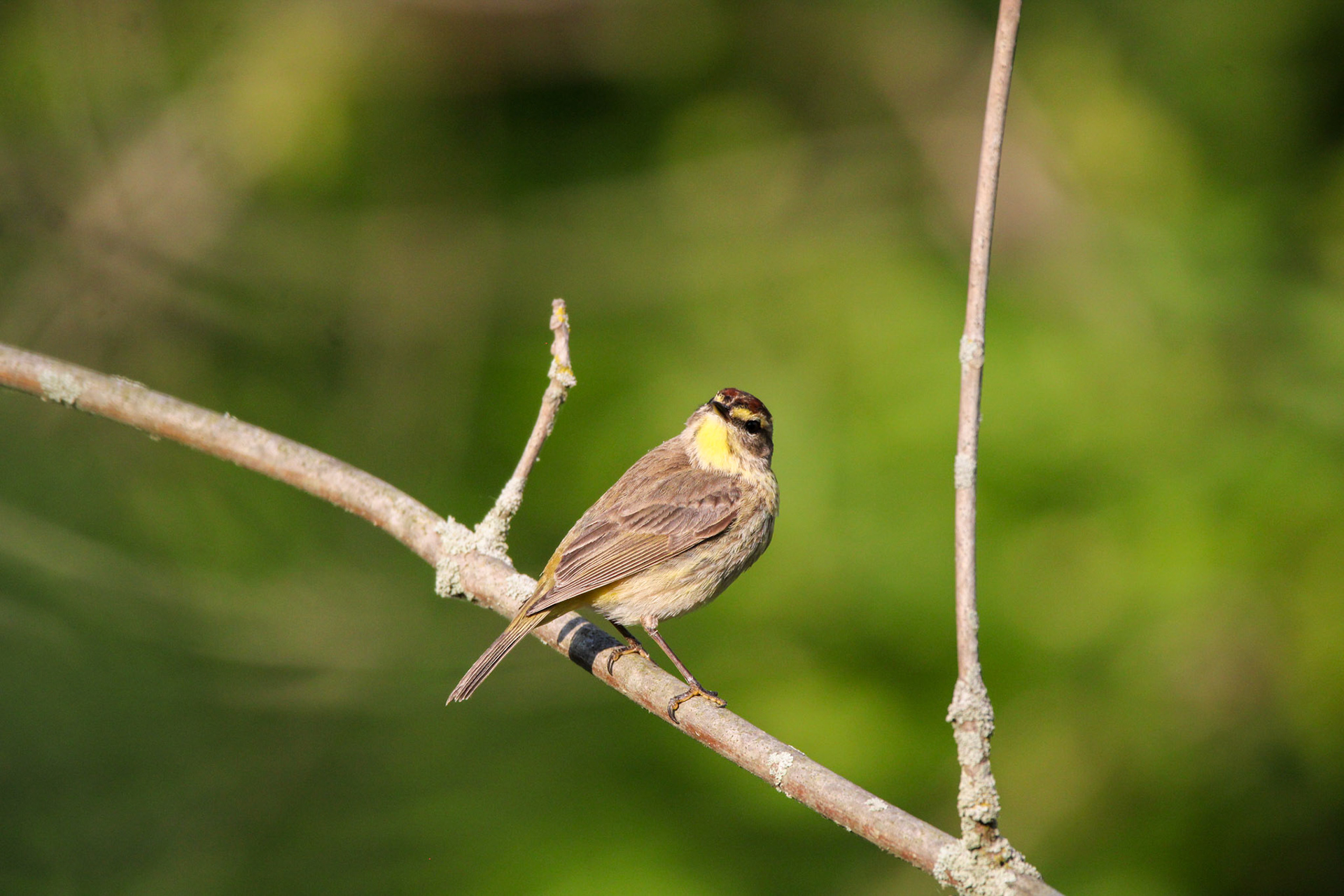 Palm Warbler