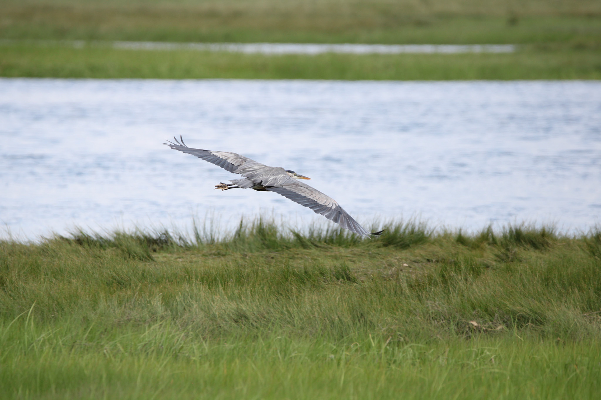 Great Blue Heron