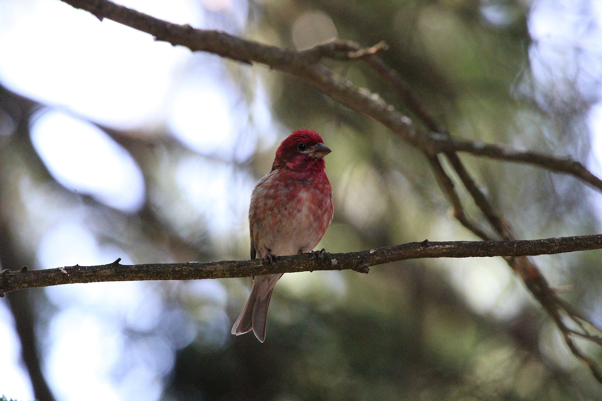 Purple Finch