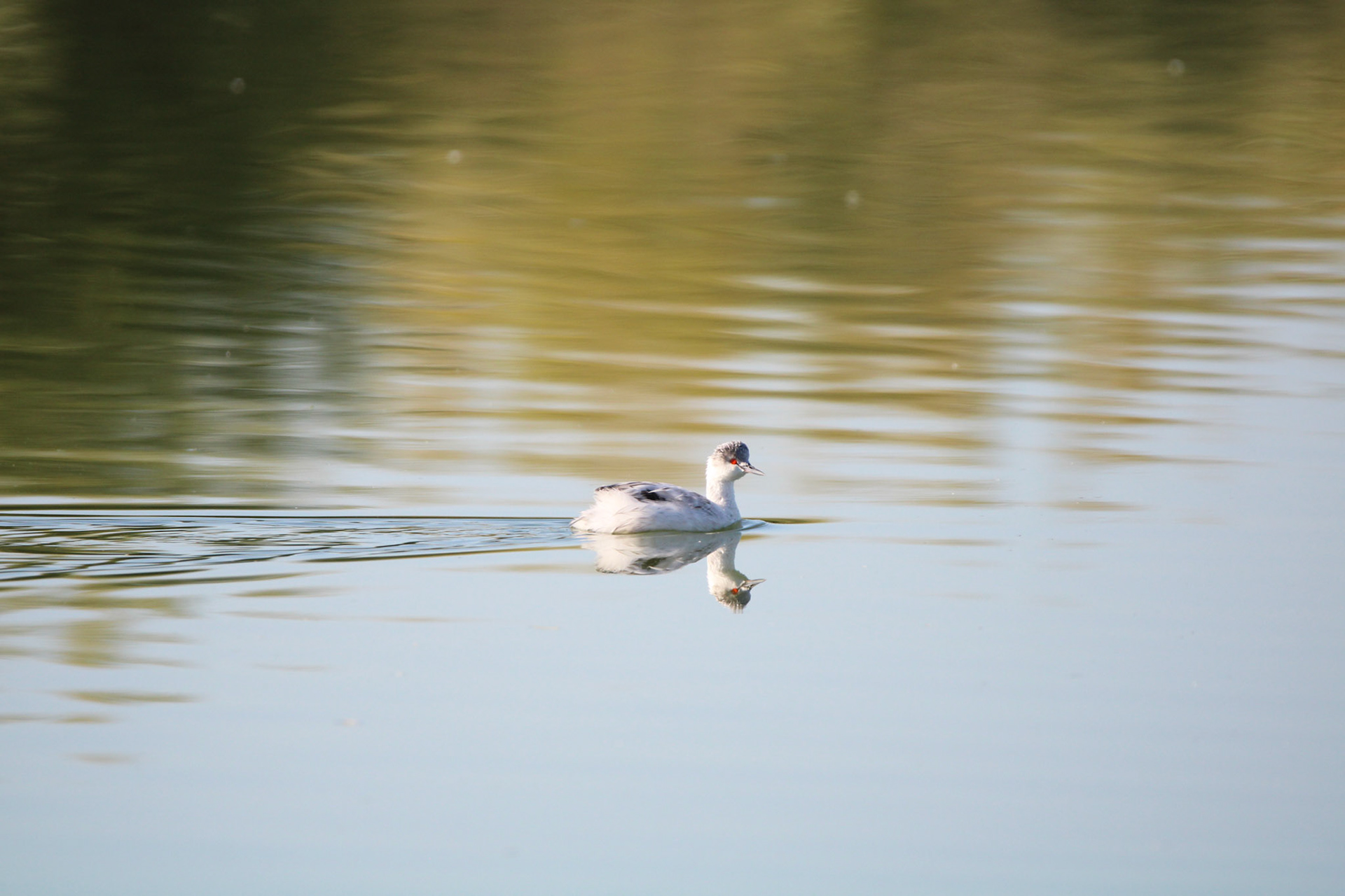 Leucistic Eared Grebe