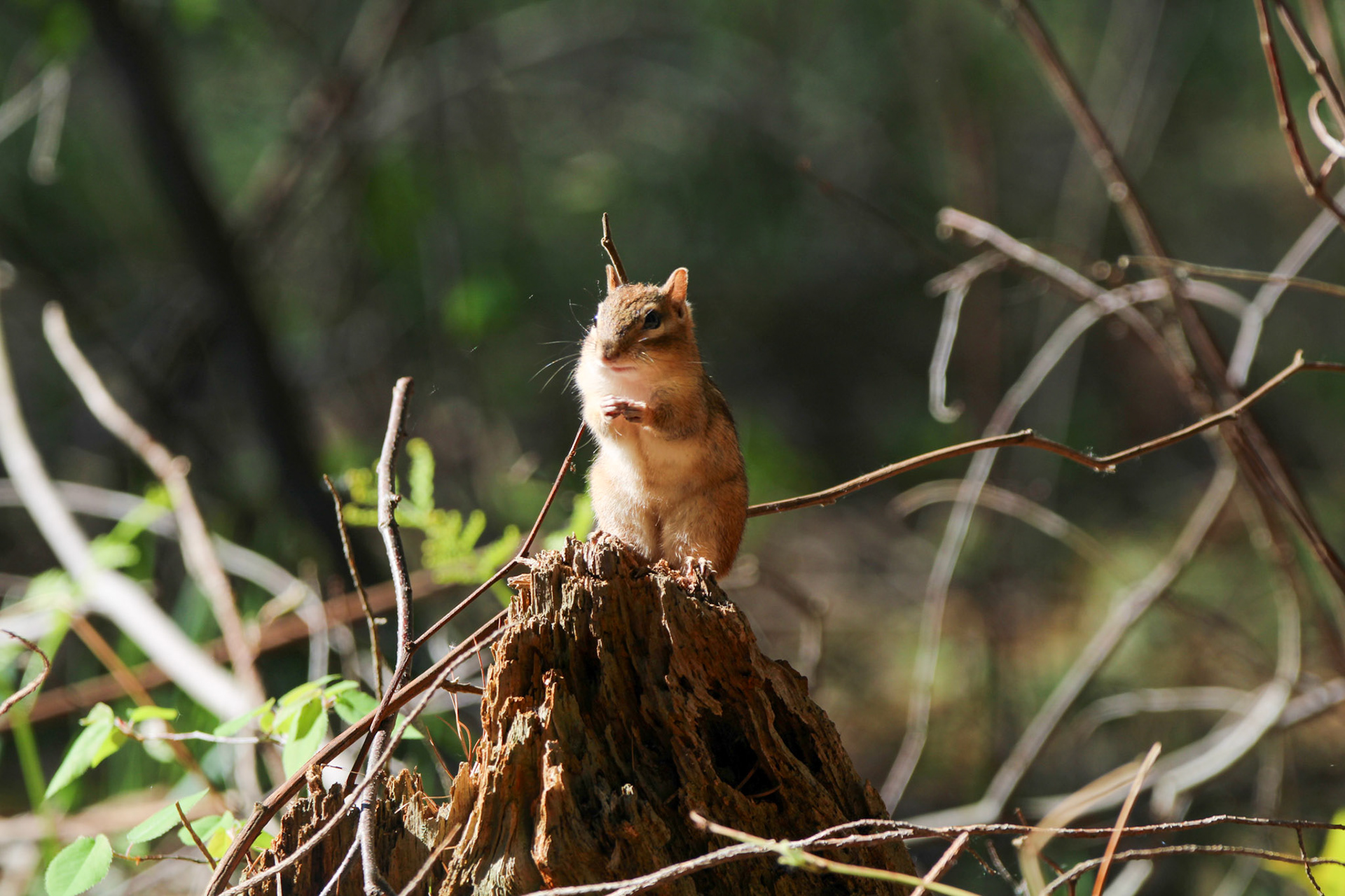 Eastern Chipmunk