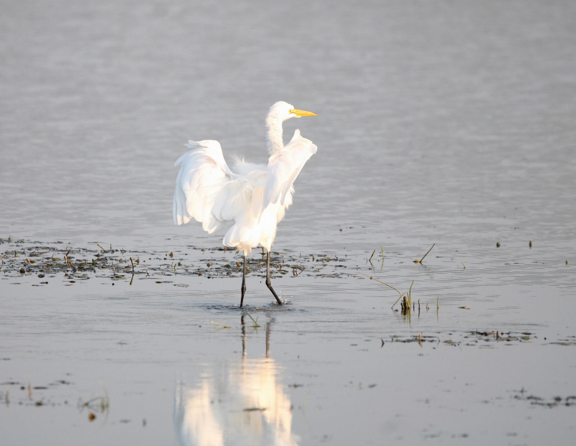 Great Egret