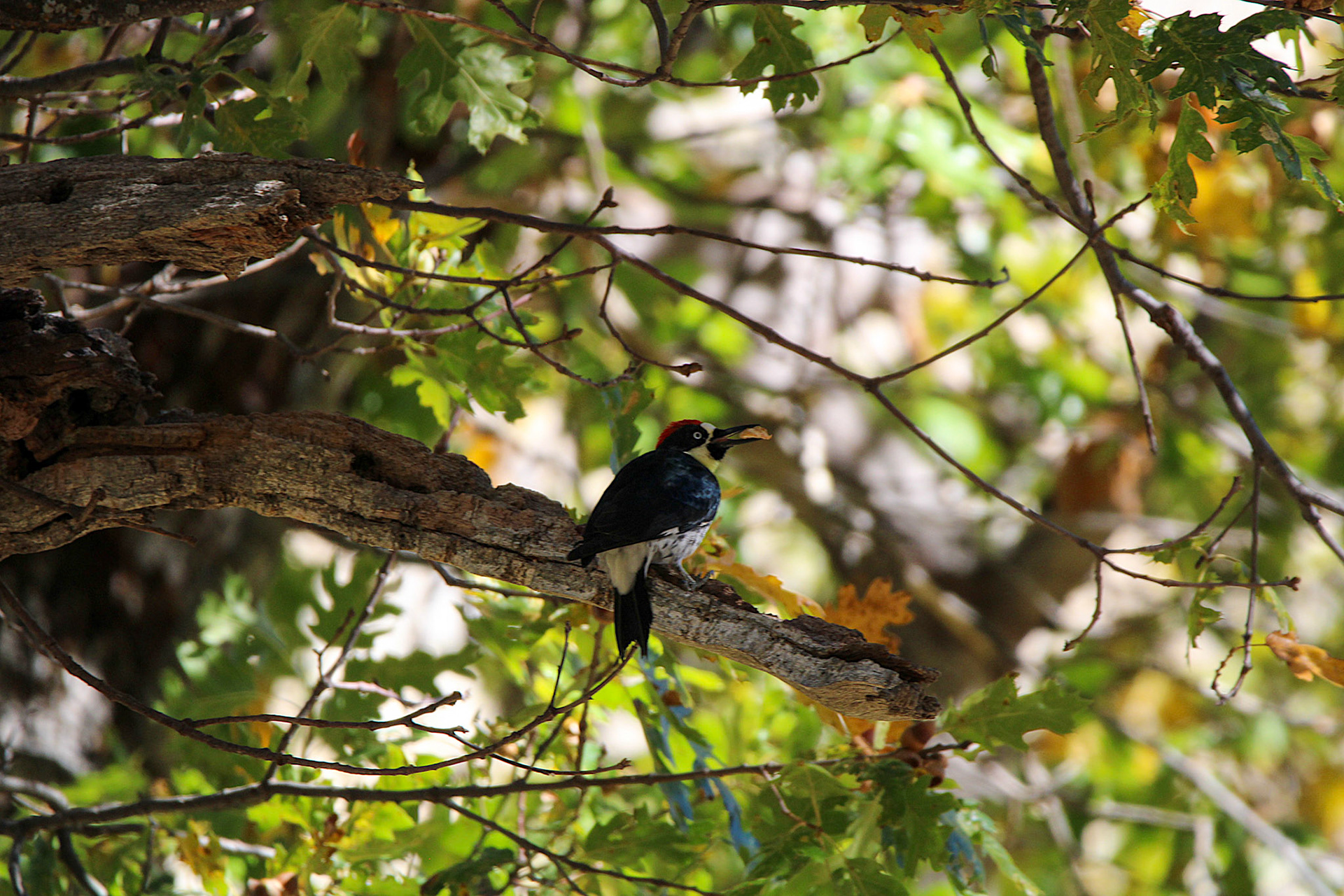 Acorn Woodpecker - Yosemite Valley