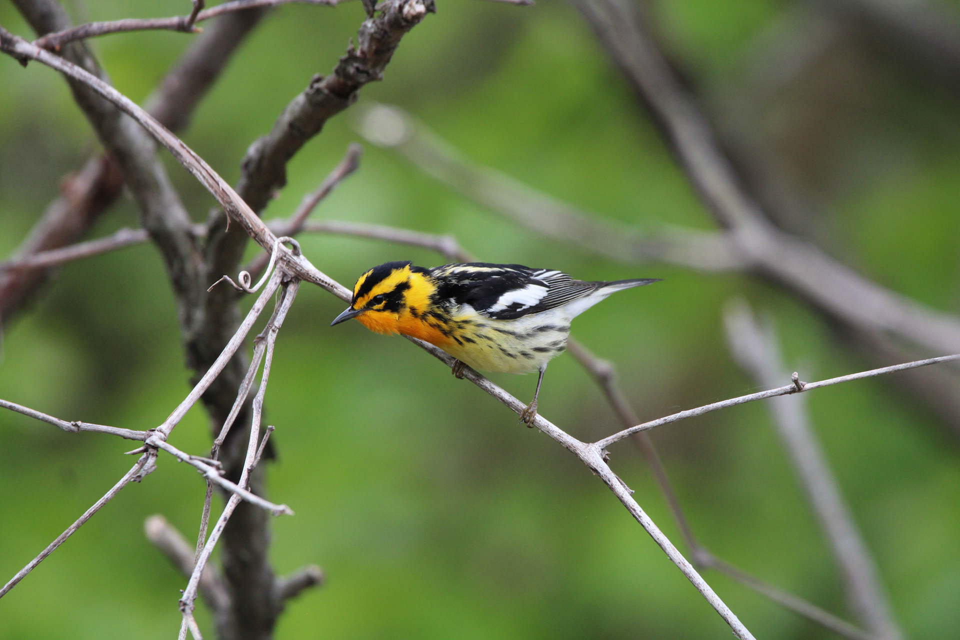 Blackburnian Warbler