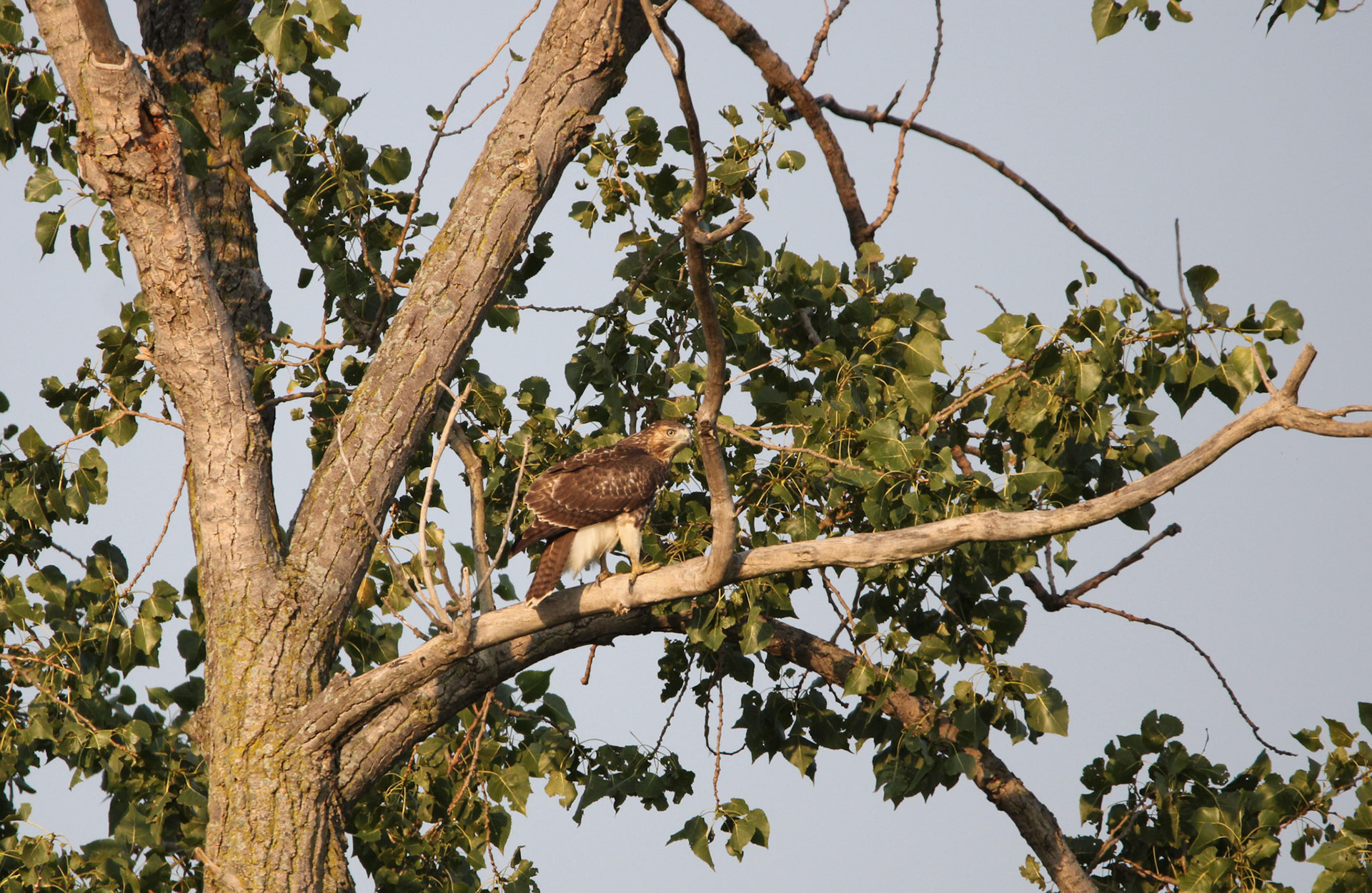 Red-tailed Hawk