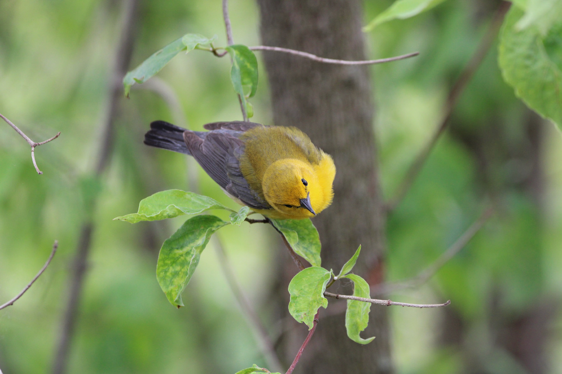 Prothonotary Warbler