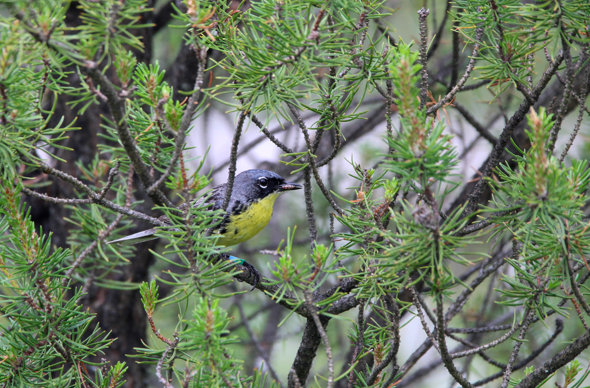 Kirtland's Warbler - Huron National Forest