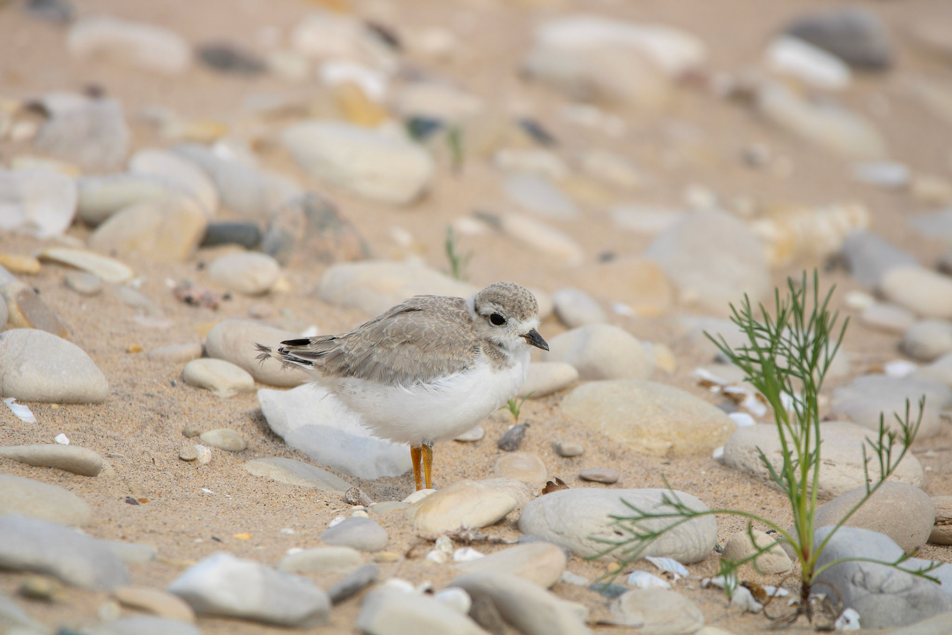 Piping Plover