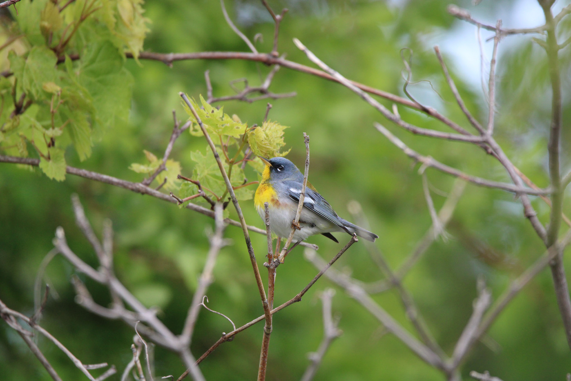 Northern Parula