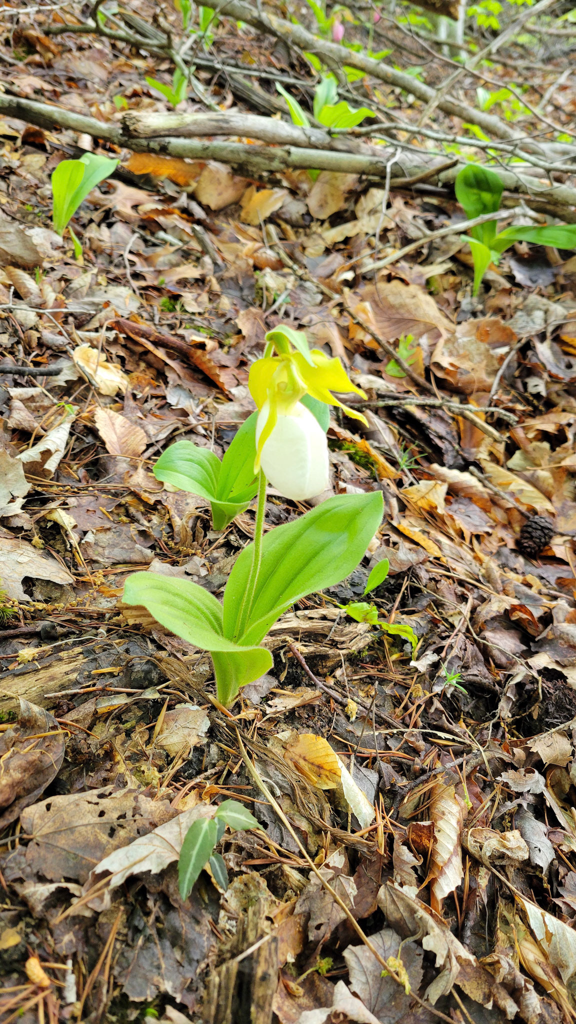 White Lady Slipper
