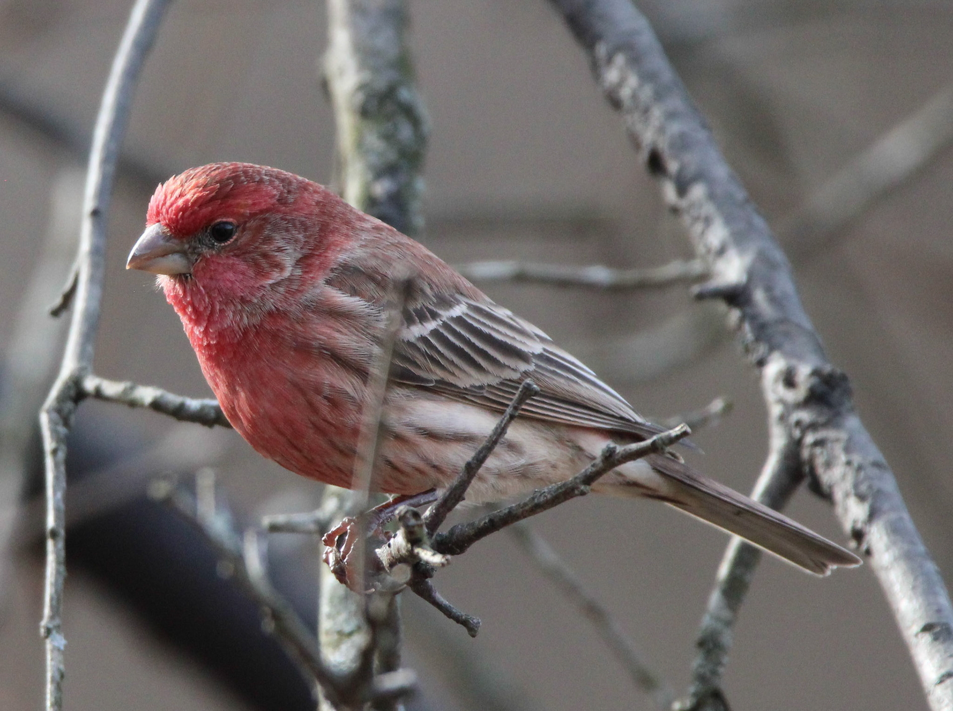 House Finch
