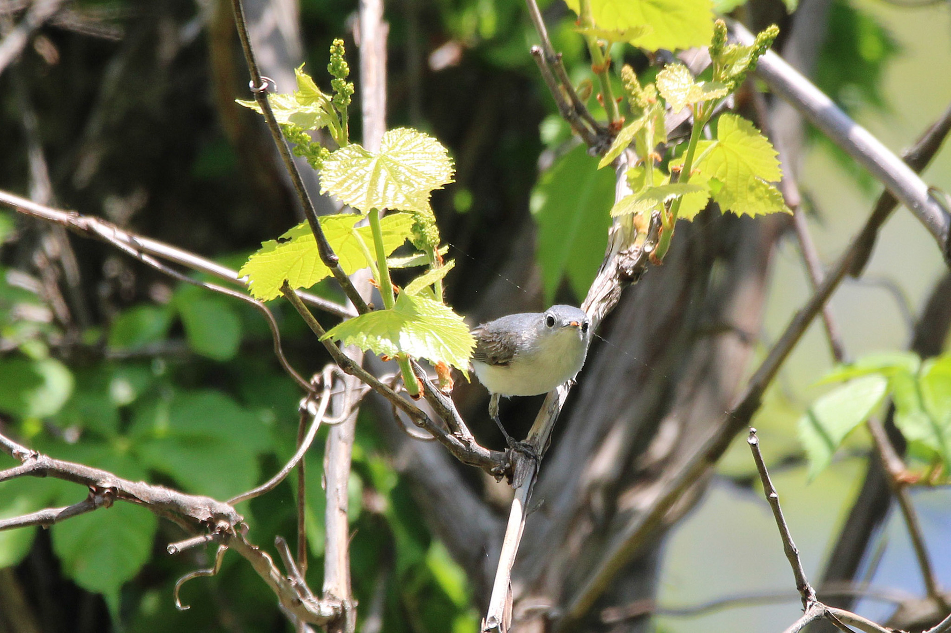 Blue-gray Gnatcatcher
