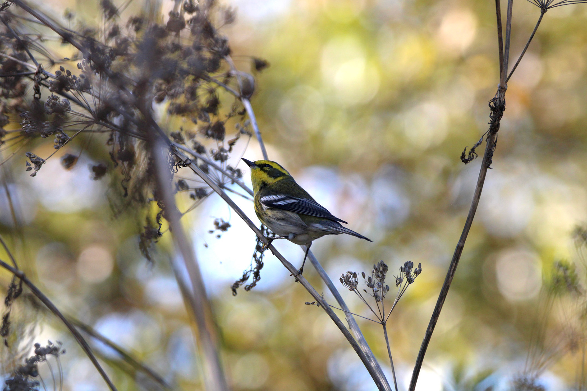 Townsend's Warbler - Laguna Grande Park