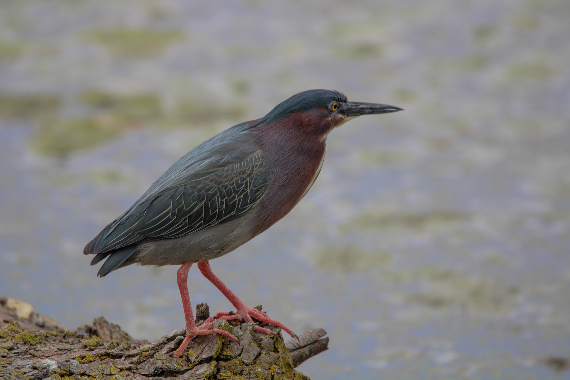 Green Heron