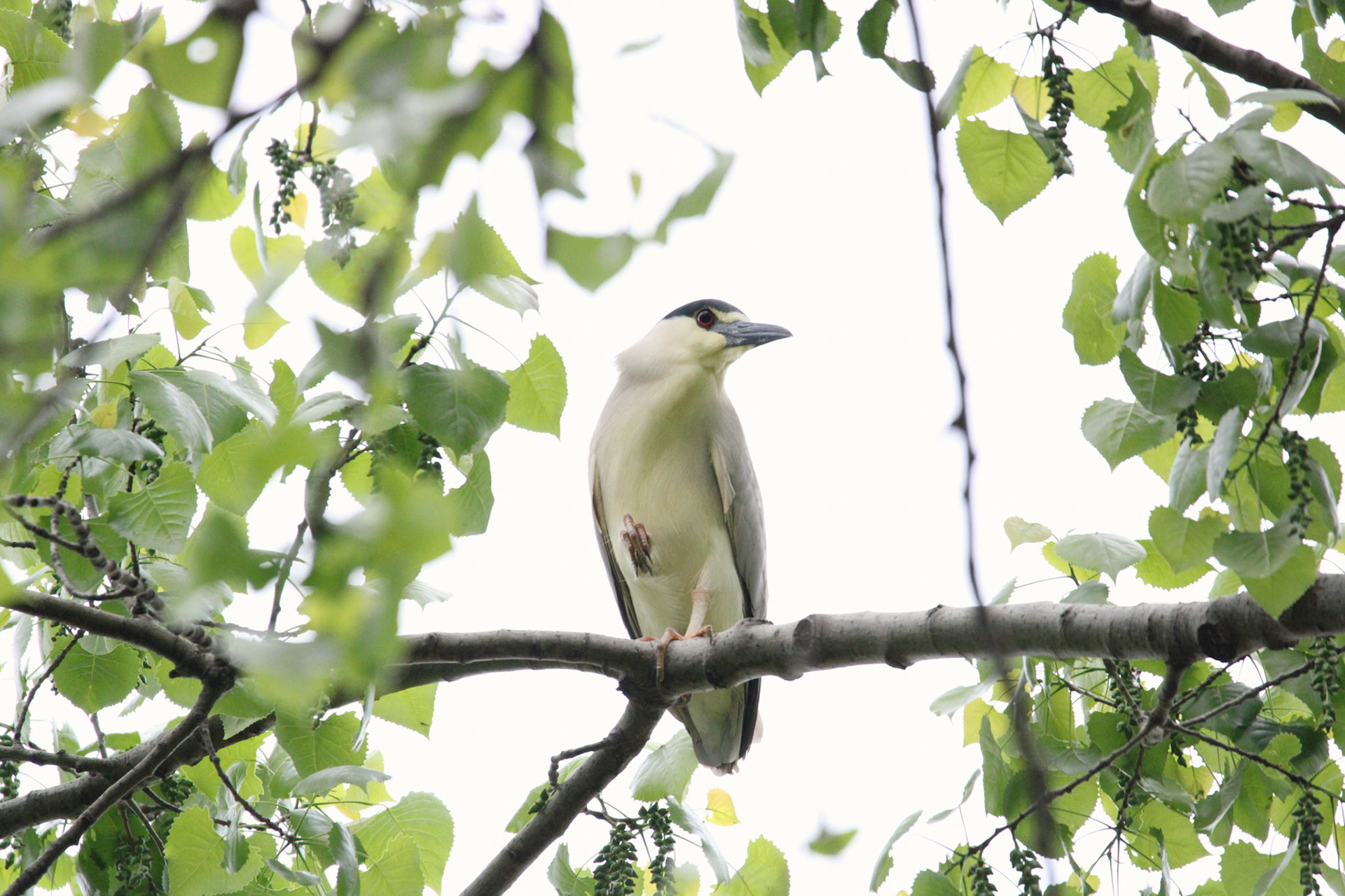 Black-crowned Night Heron