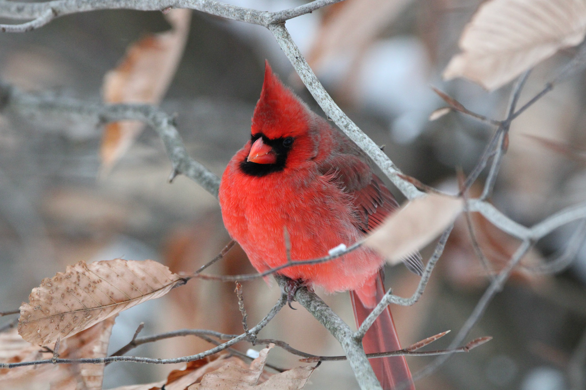 Northern Cardinal