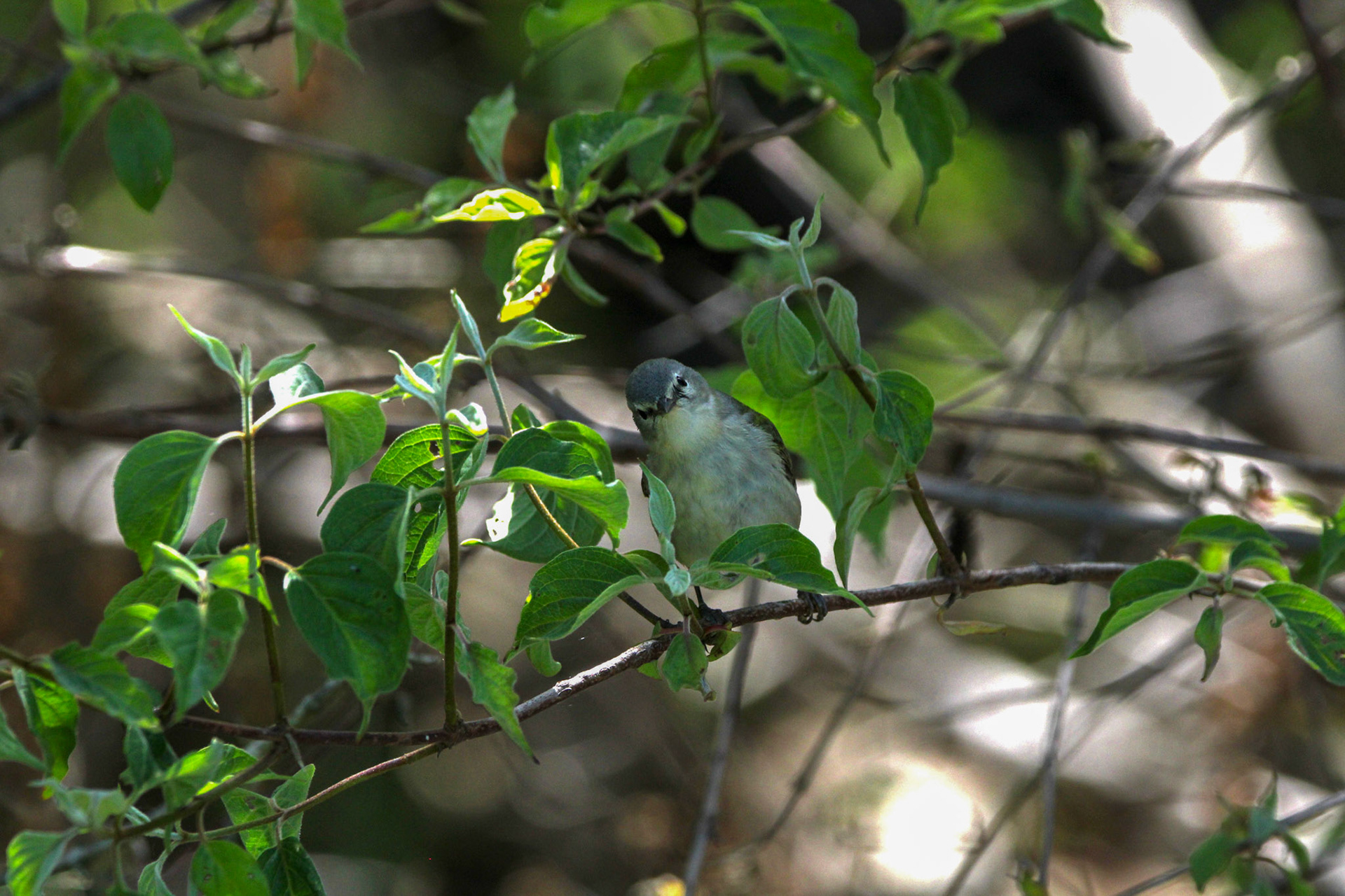 Tennessee Warbler