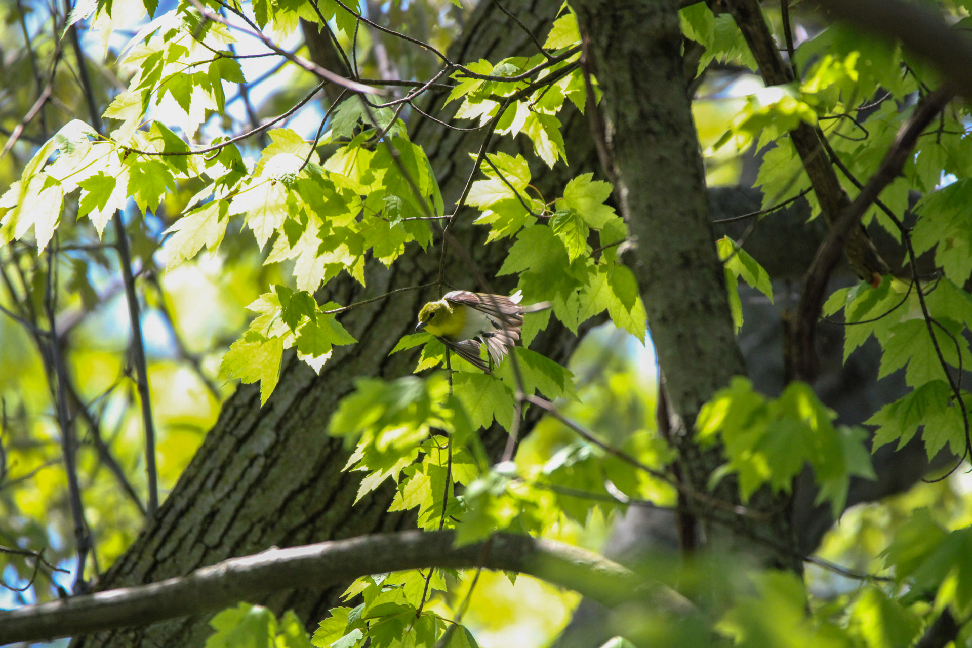 Yellow-throated Vireo