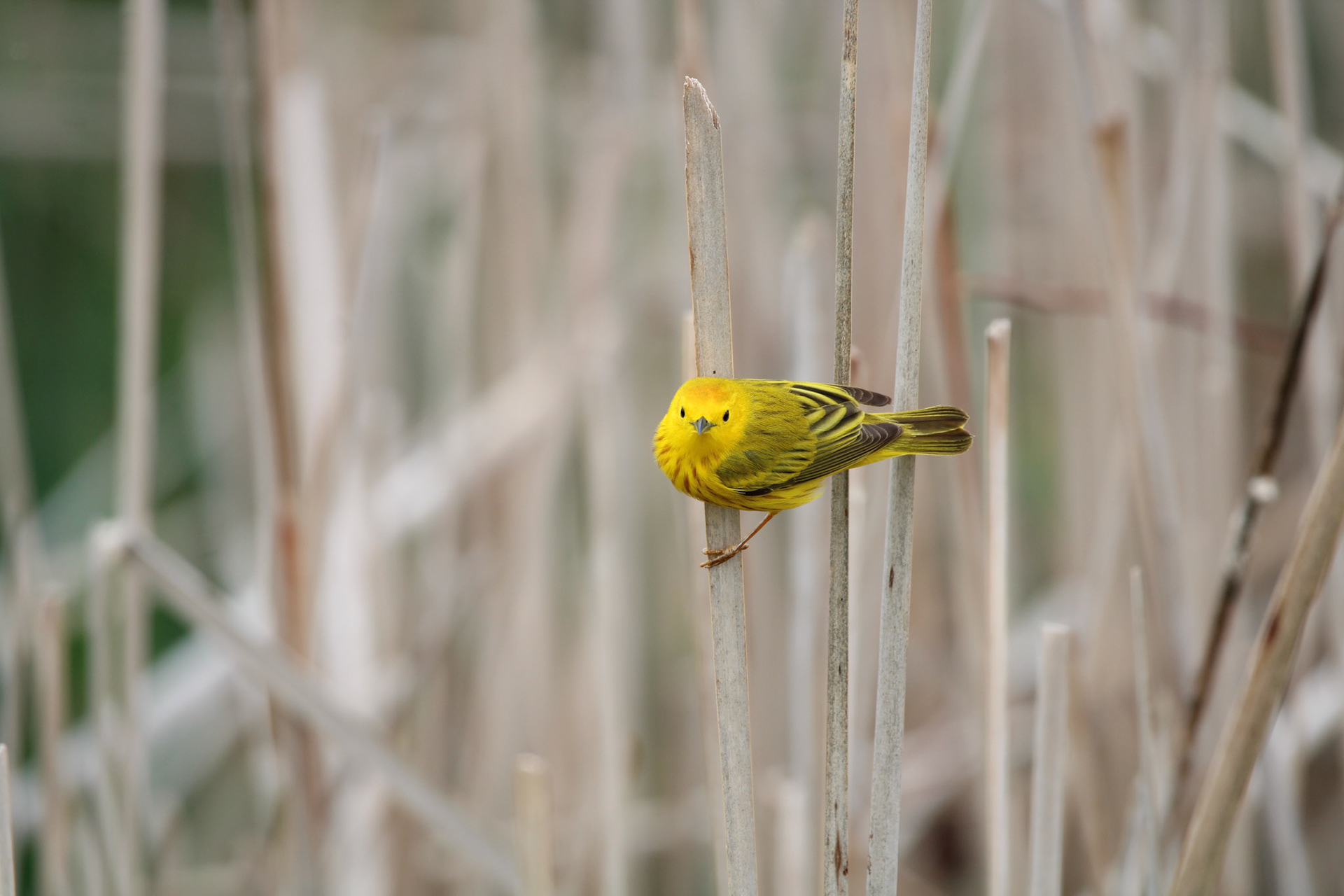 Yellow Warbler