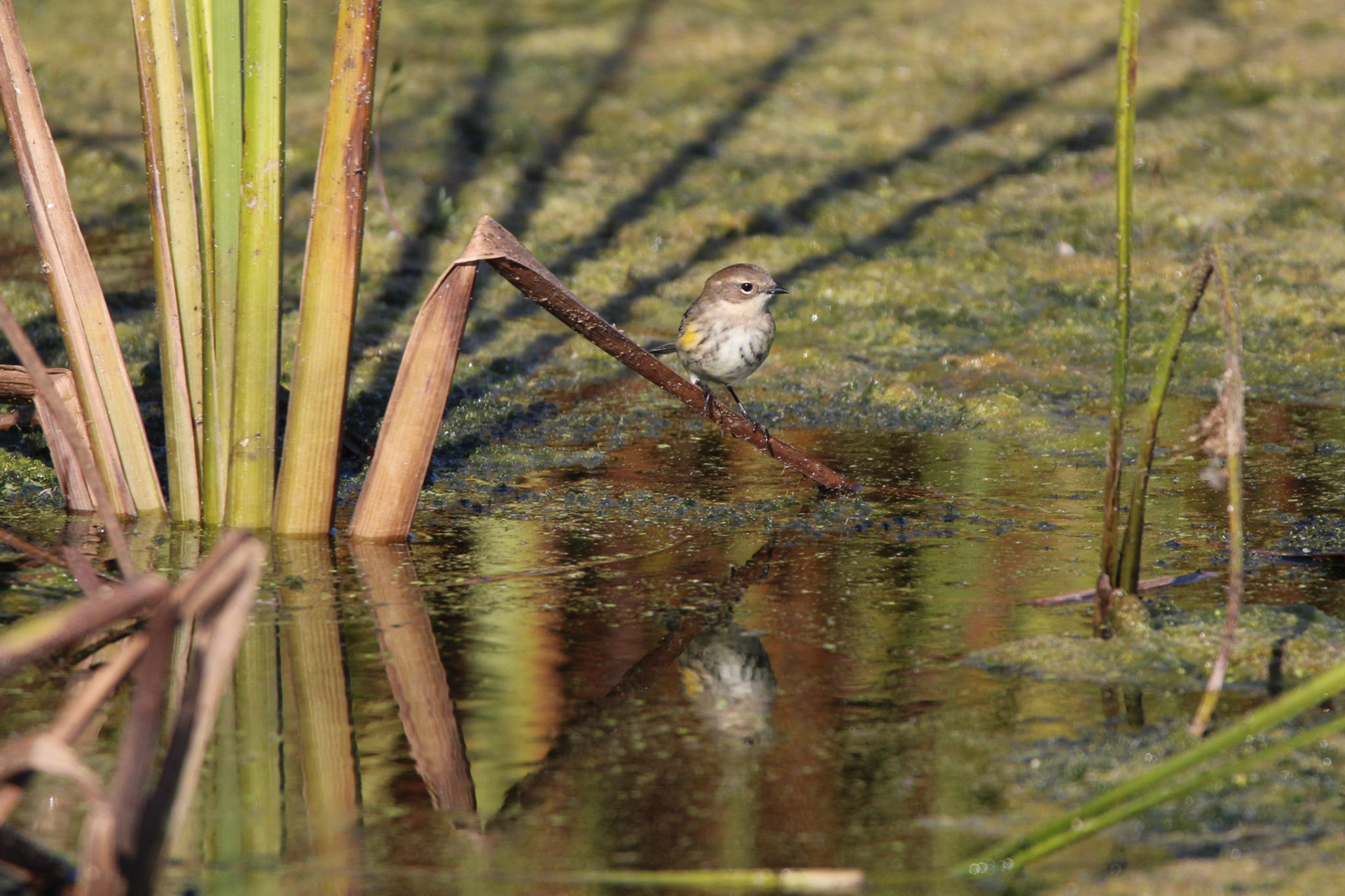 Yellow-rumped Warbler