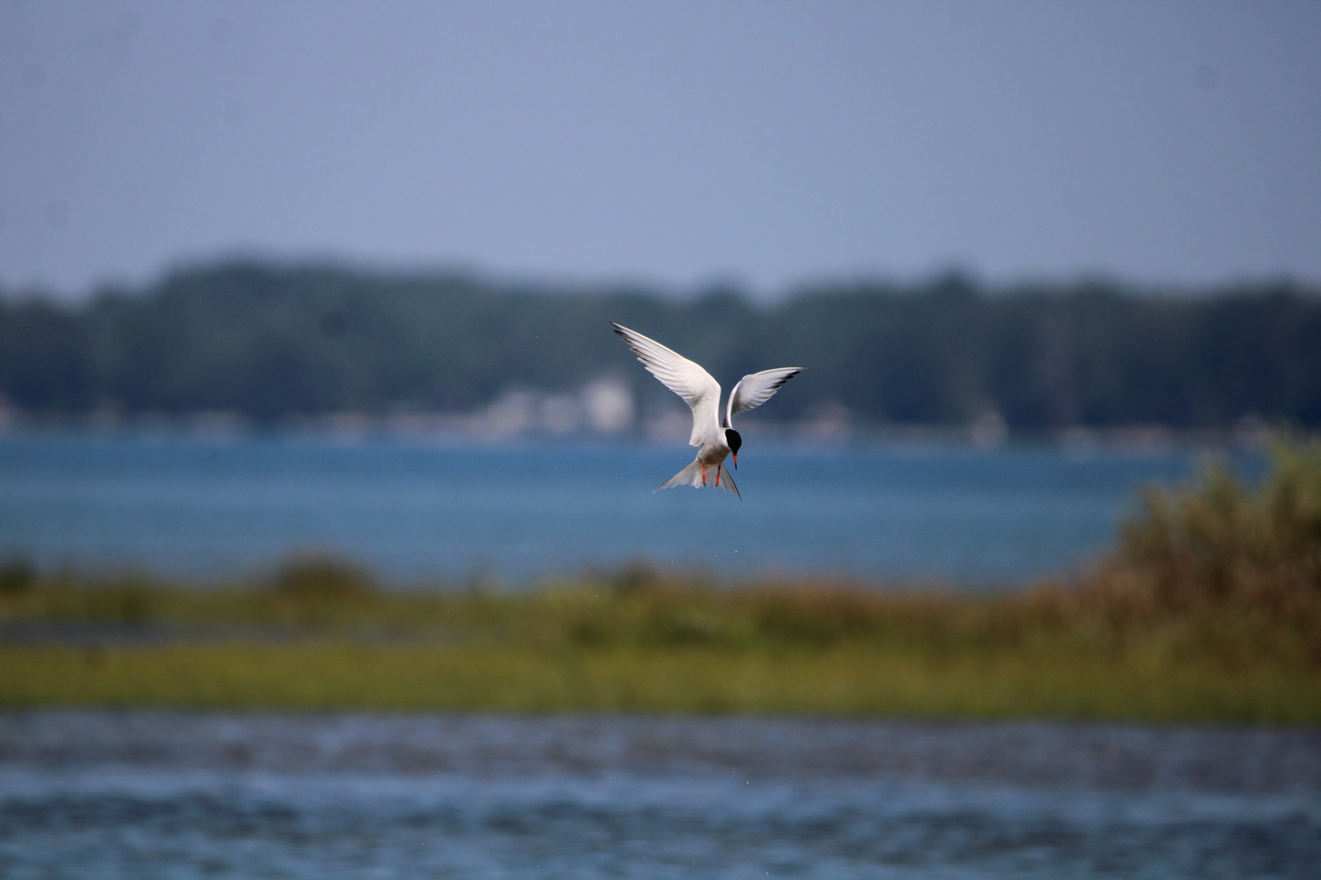 Common Tern