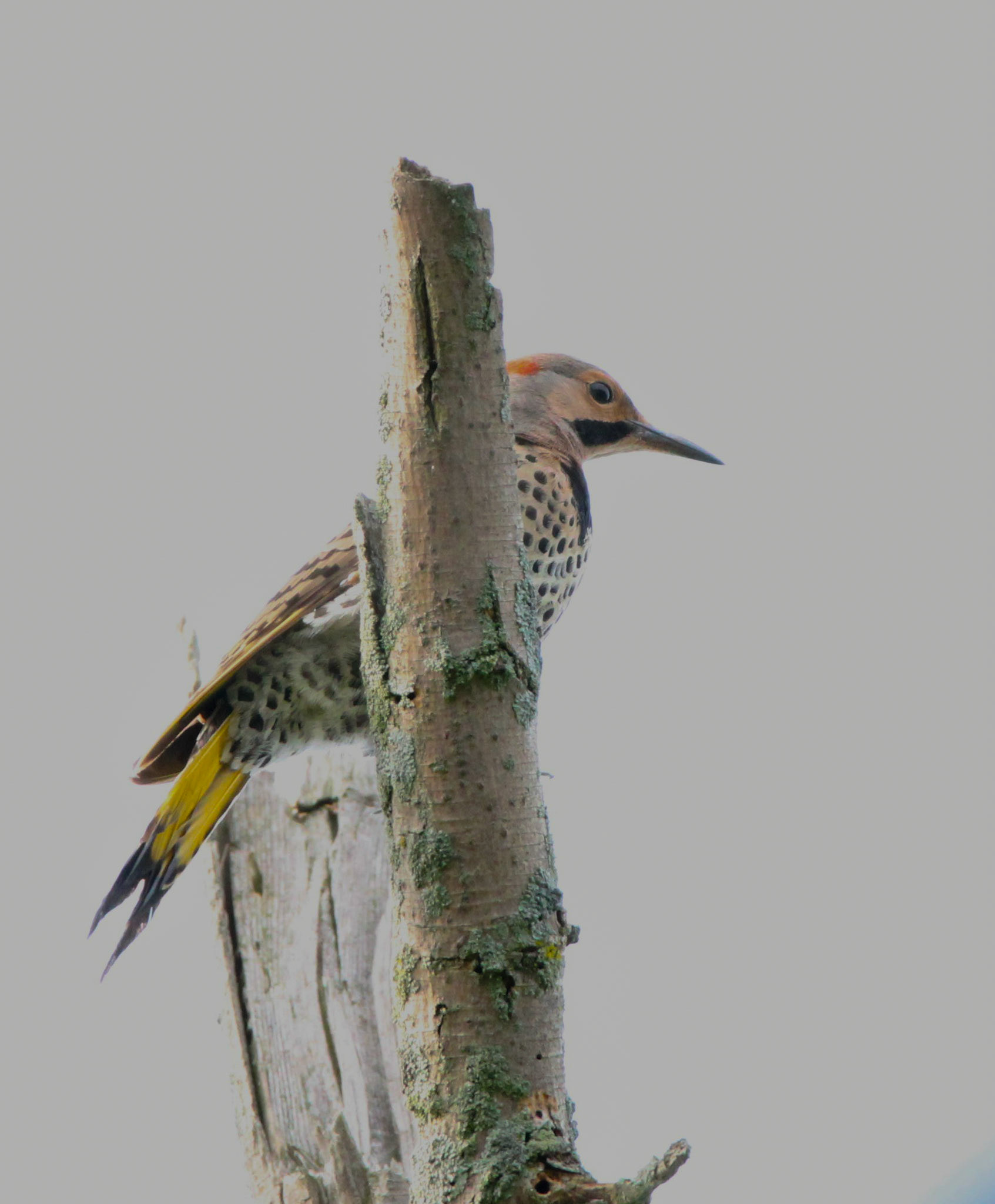 Northern Flicker
