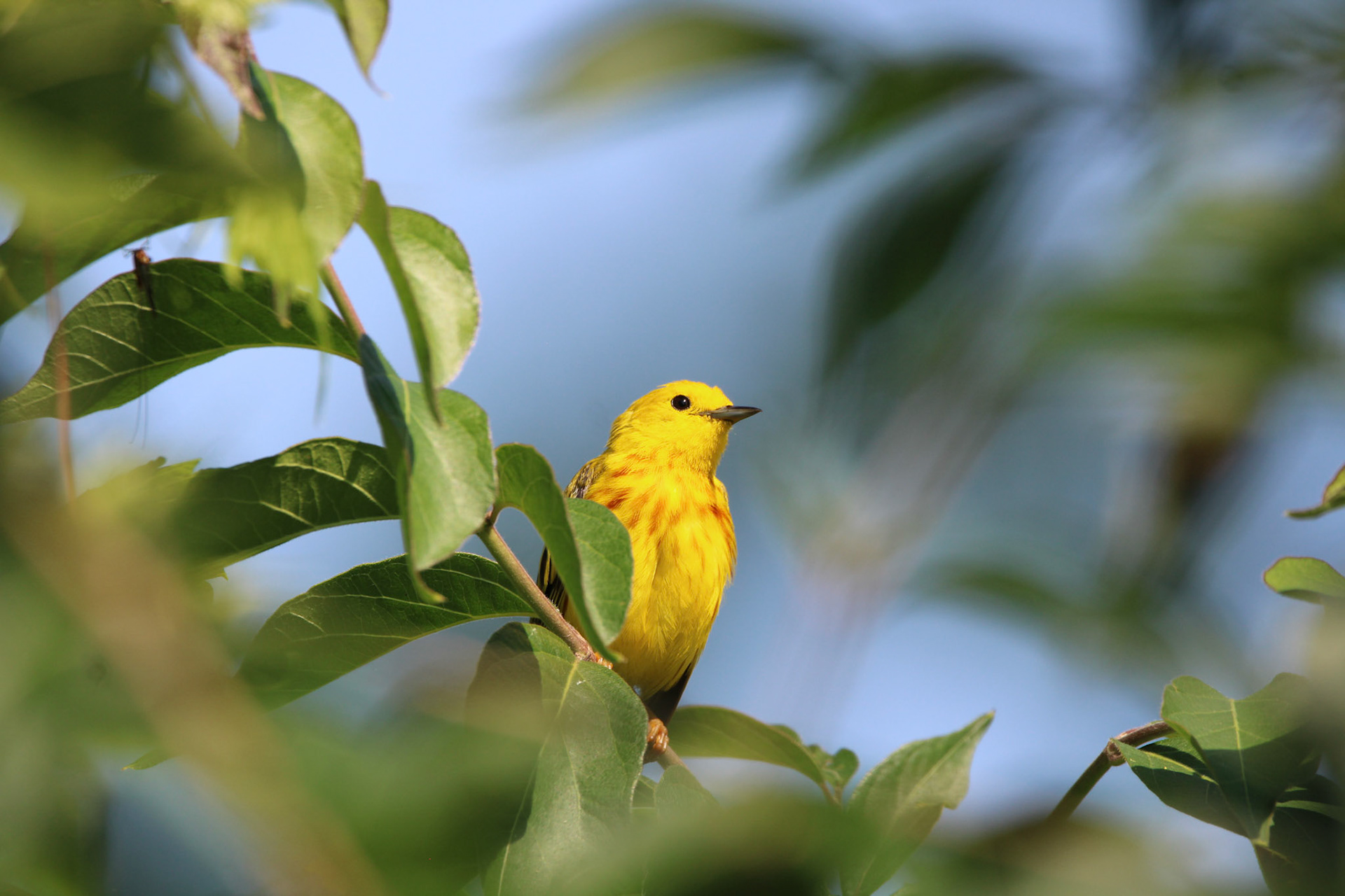 Northern Yellow Warbler - Sterling State Park