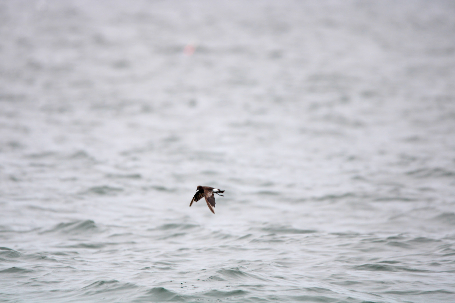 Wilson's Storm Petrel