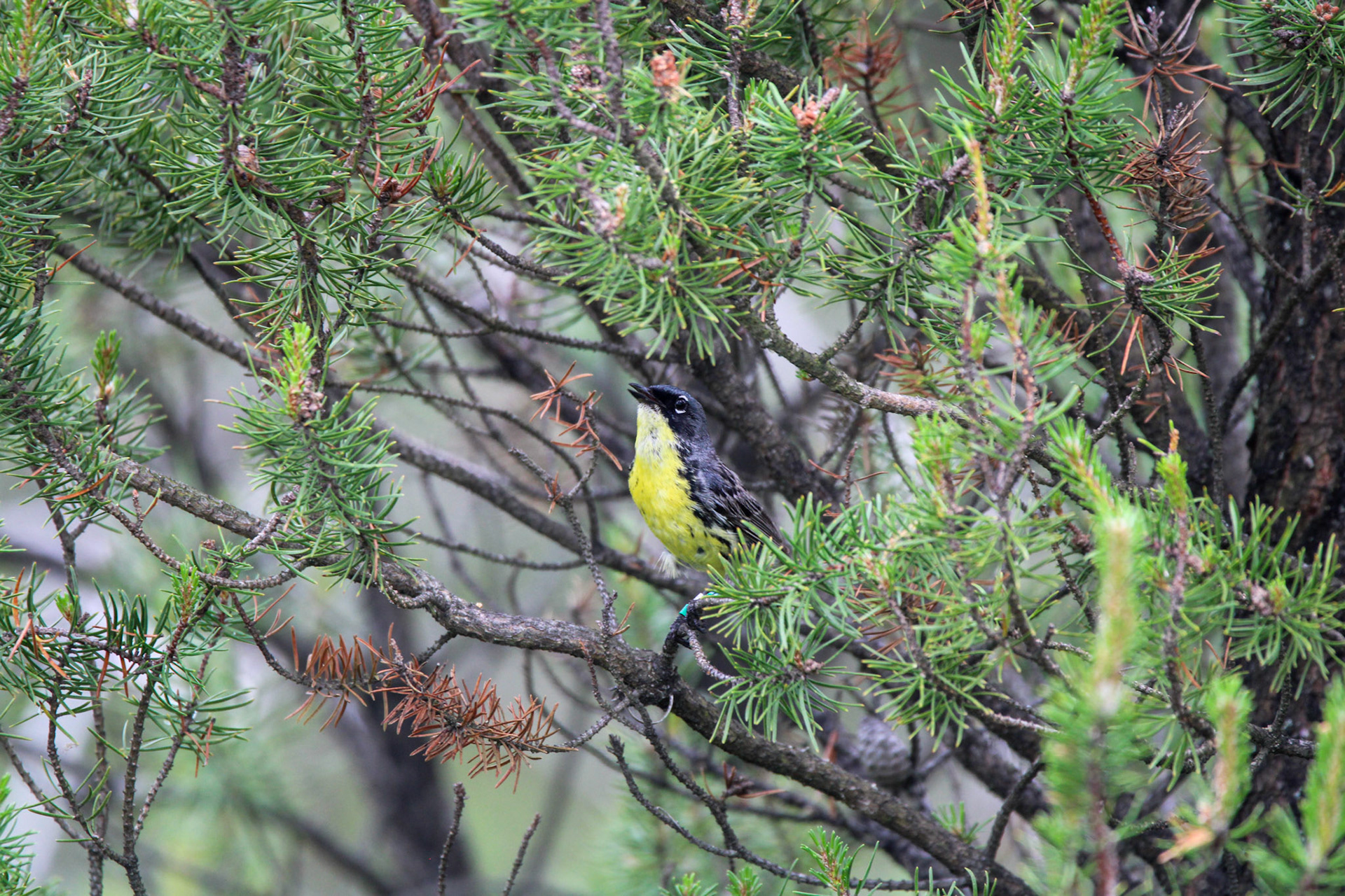 Kirtland's Warbler - Huron National Forest
