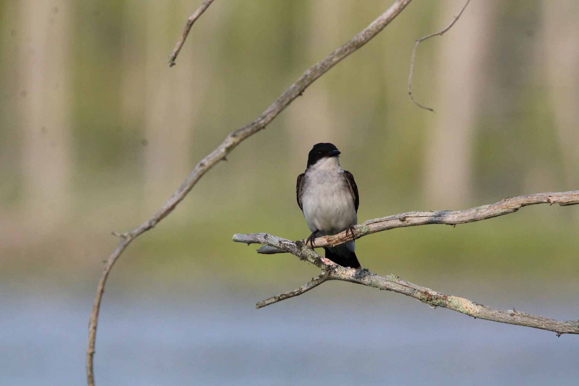 Eastern Kingbird