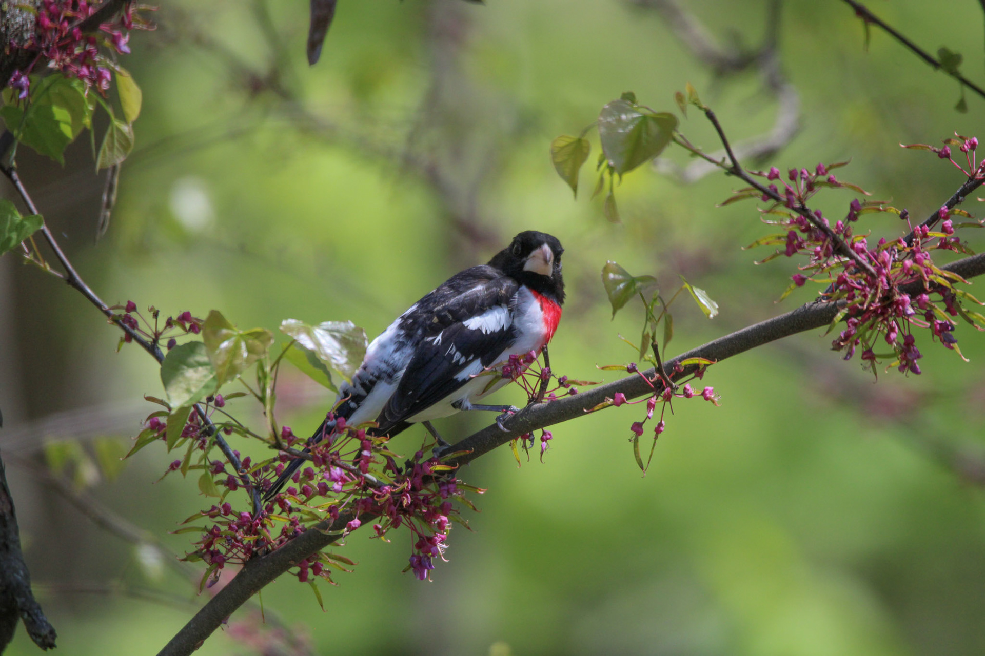 Rose-breasted Grosbeak