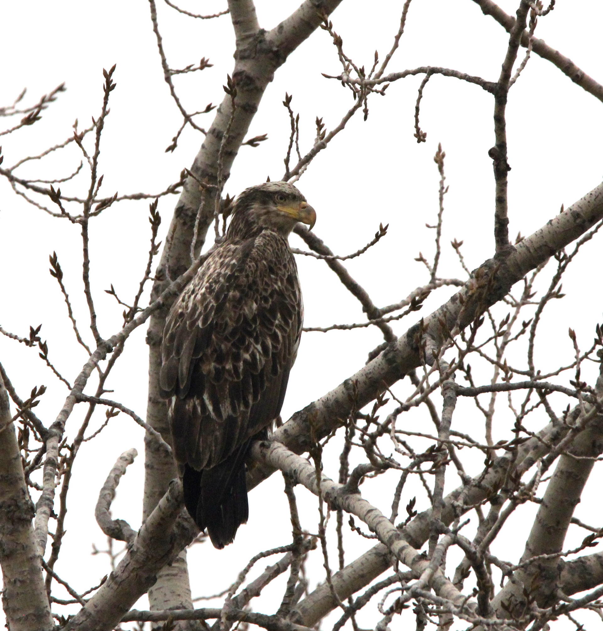 Juvenile Bald Eagle