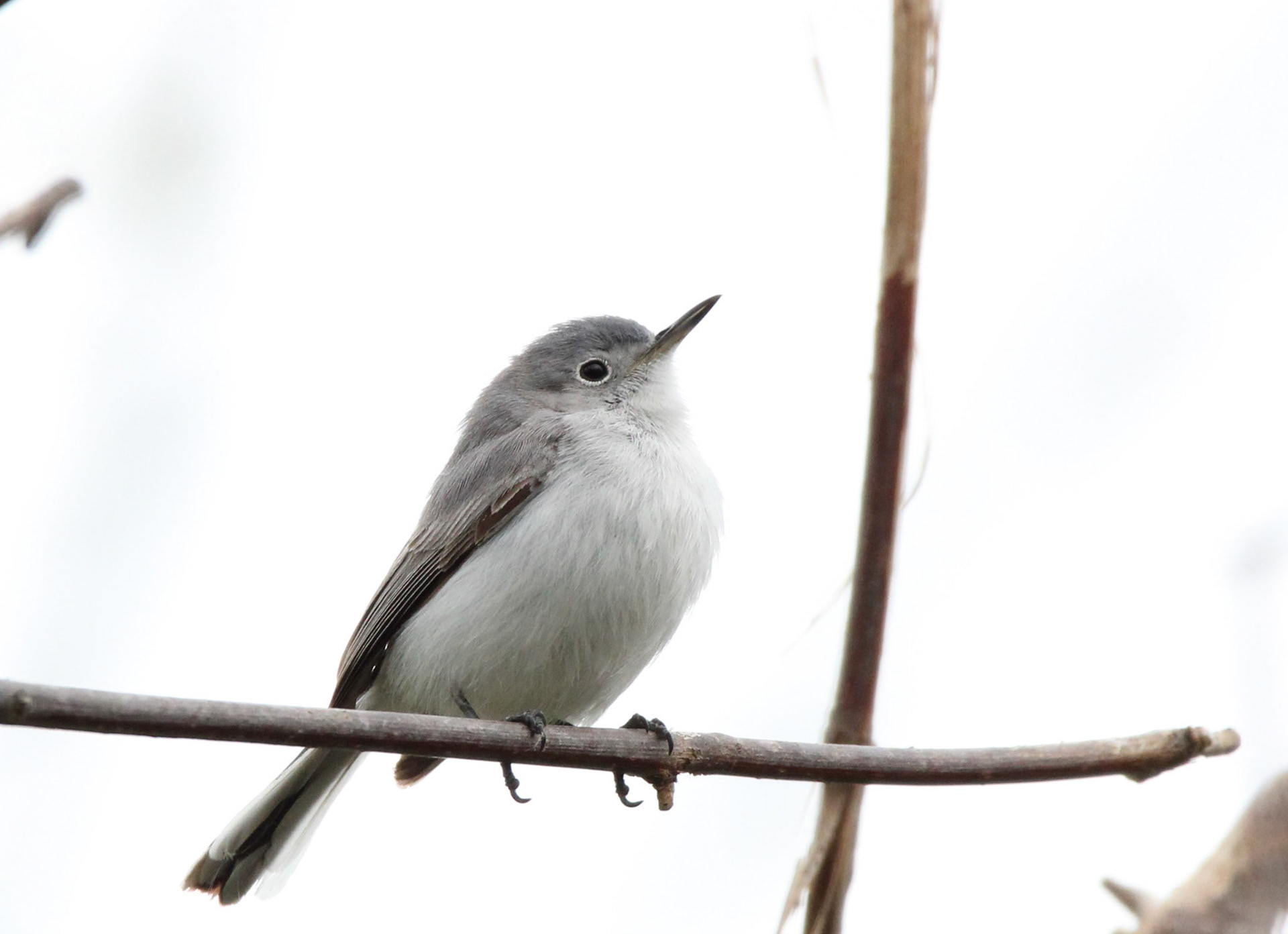 Blue-gray Gnatcatcher (F)