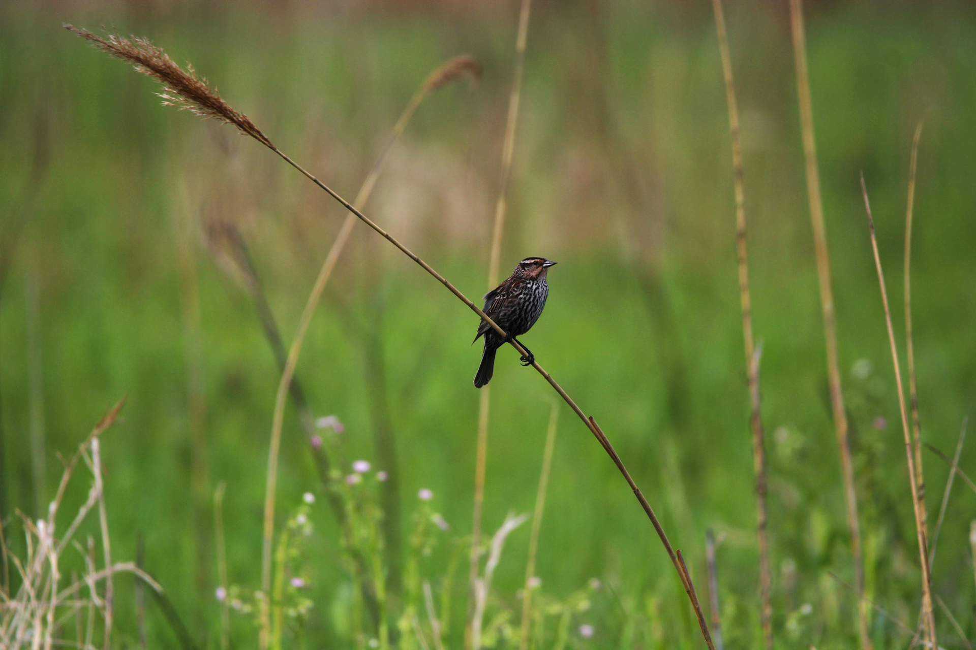 Red-winged Blackbird