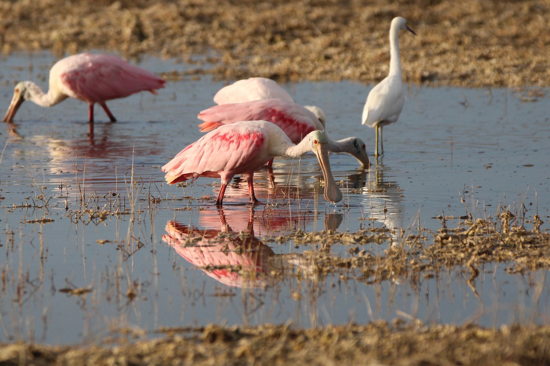 Roseate Spoonbill