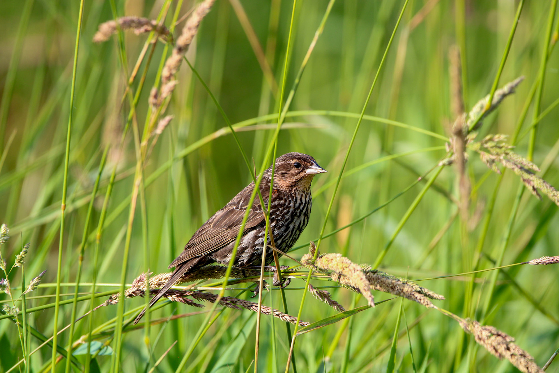 Red-winged Blackbird